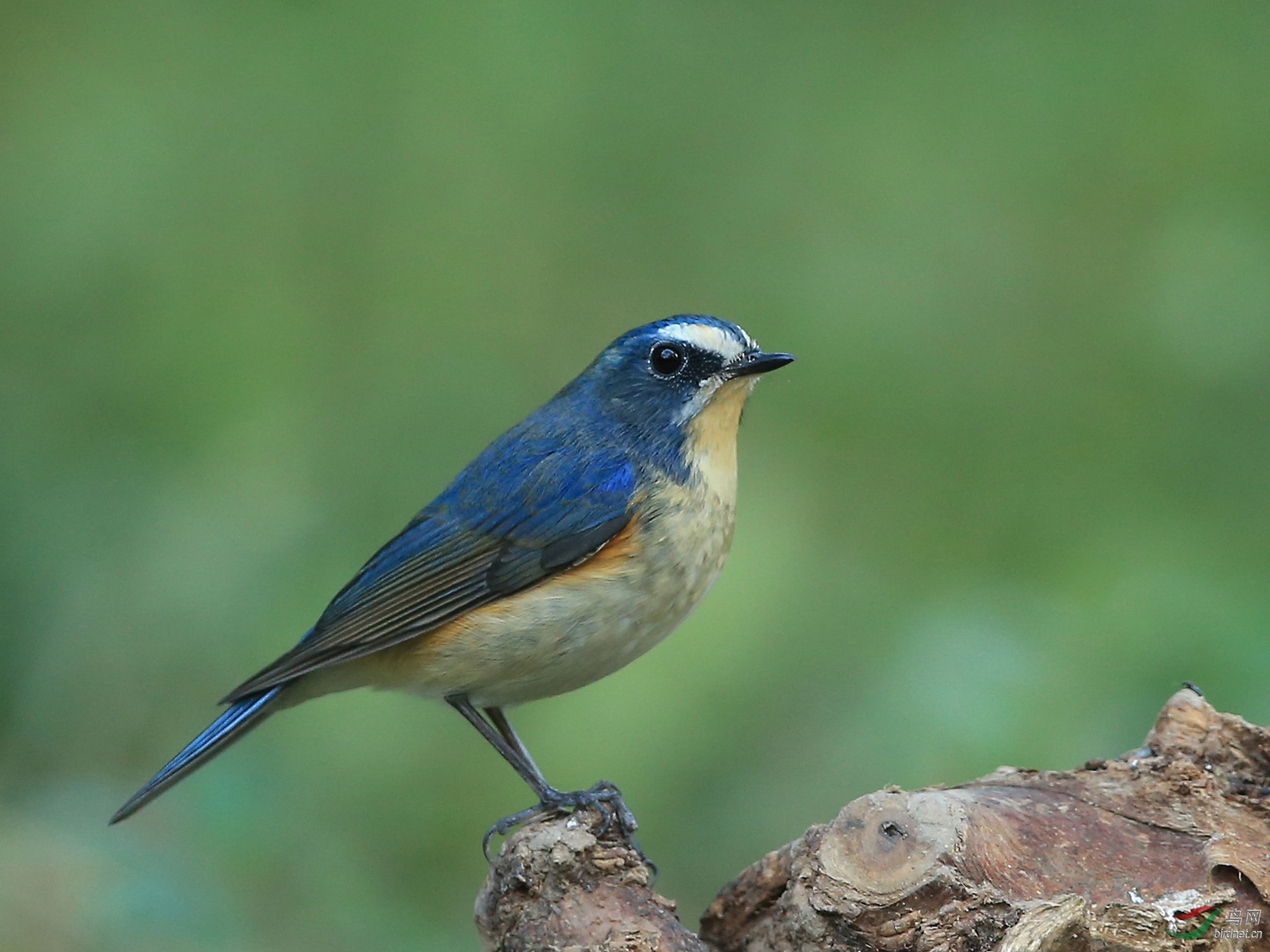 红胁蓝尾鸲雄极品北京动物园