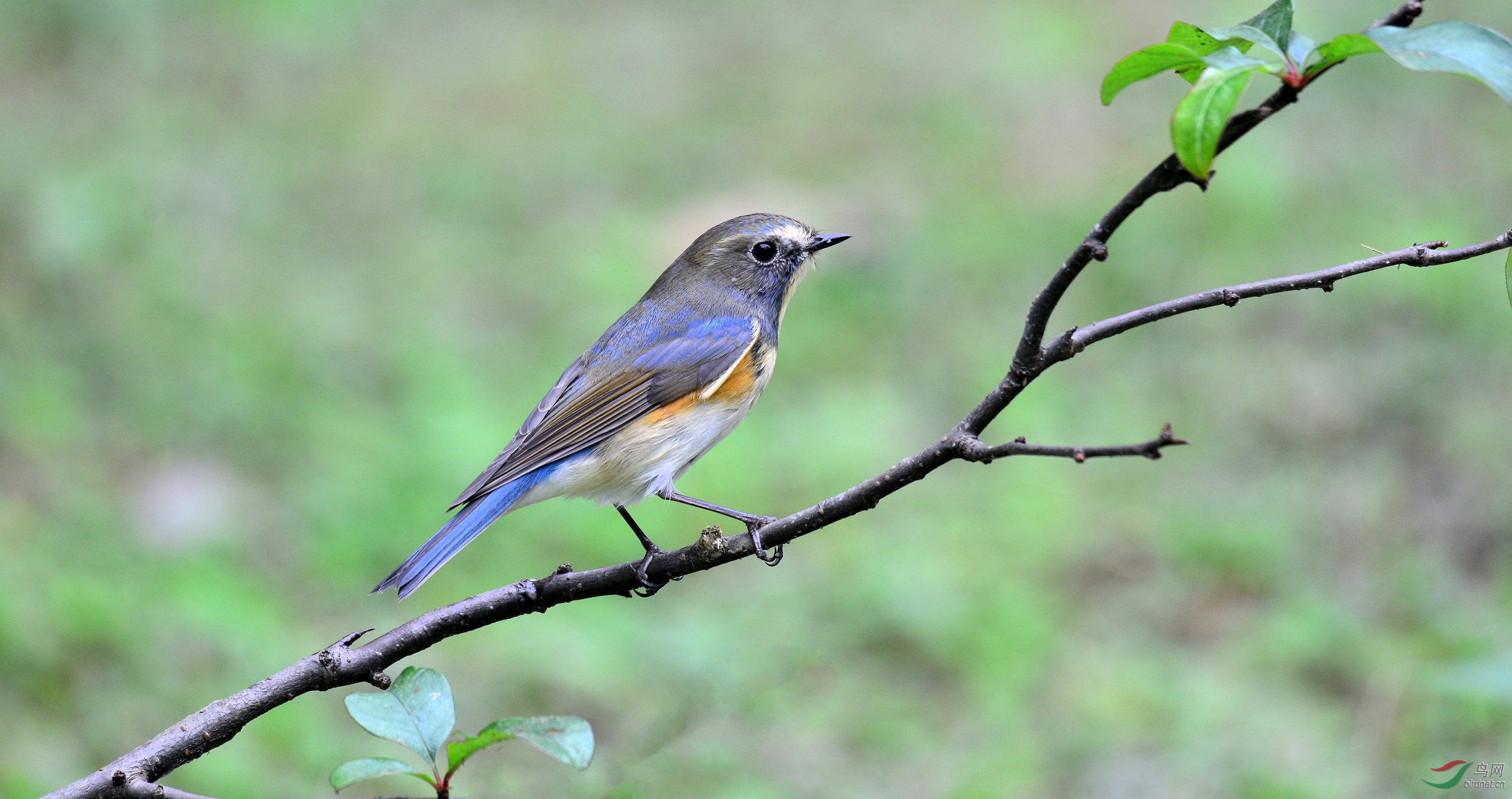 红胁蓝尾上枝头