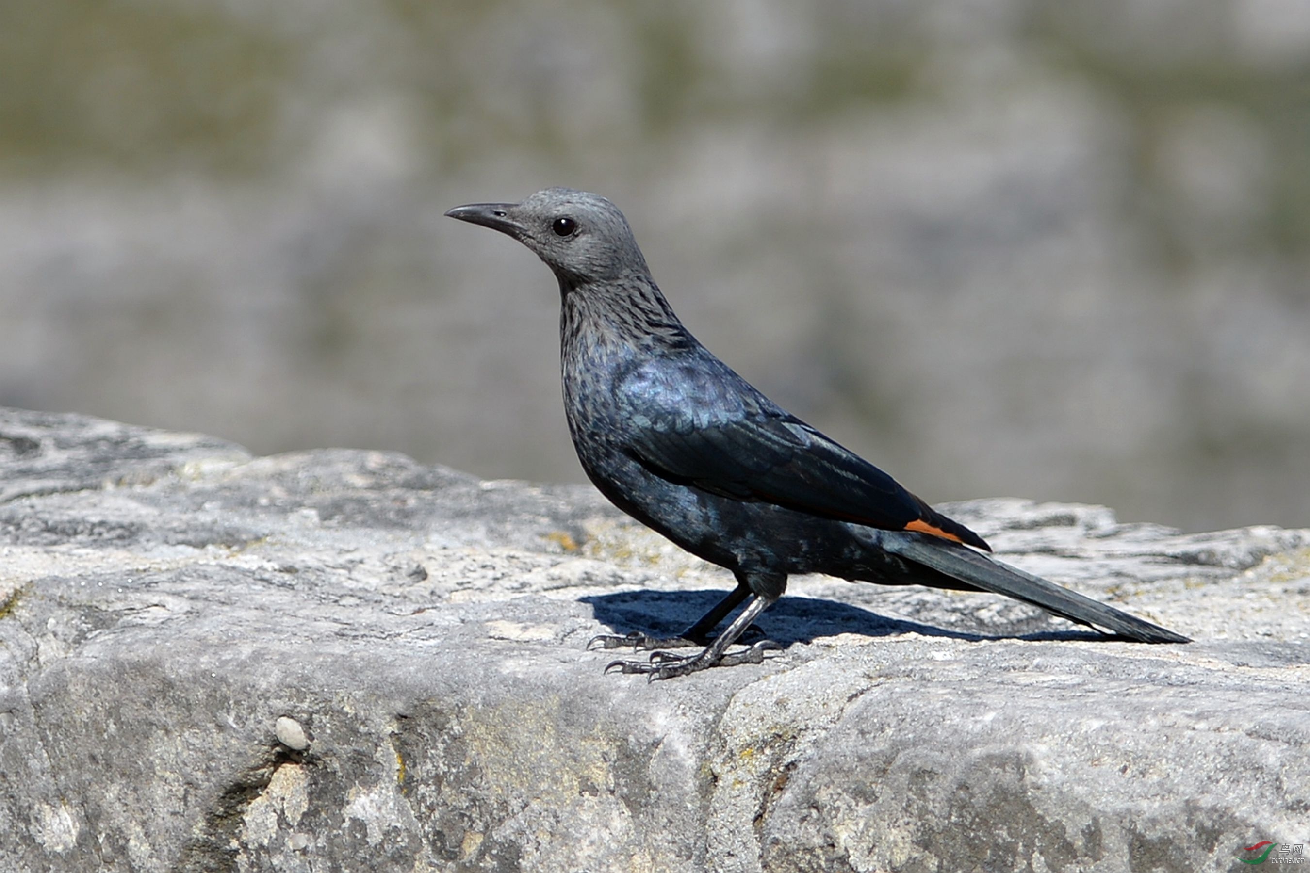 红翅椋鸟