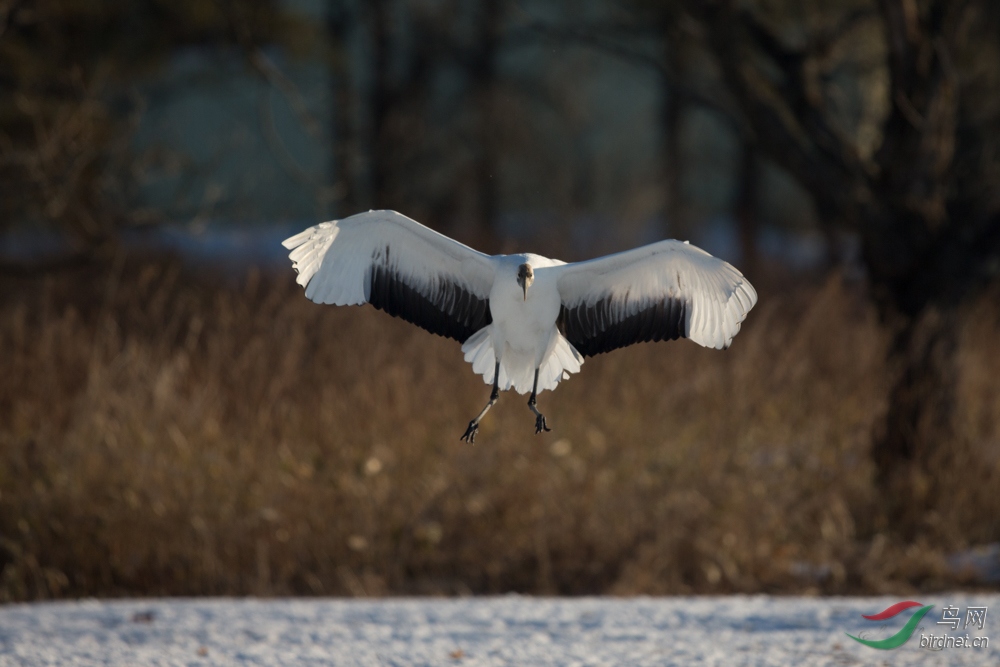 连拍丹顶鹤降落姿态分解图