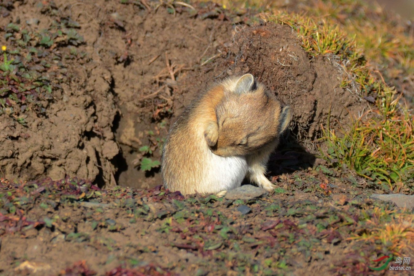 高原鼠兔的天敌图片