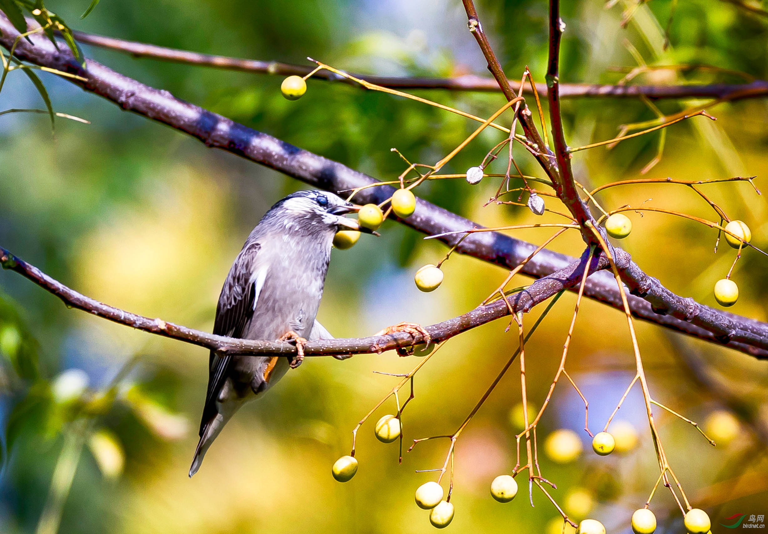 惊鸟吃果子,望远镜拍摄