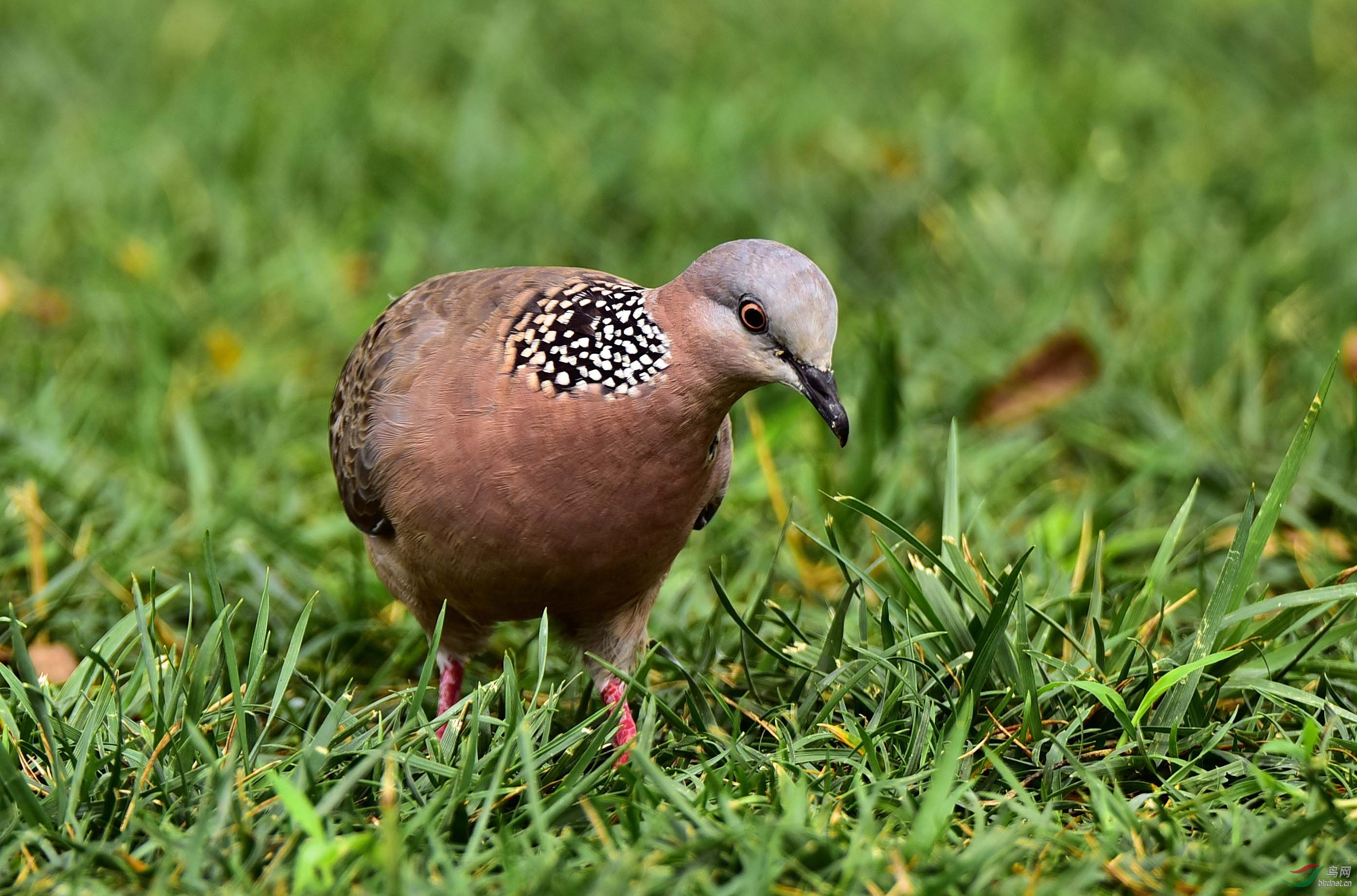 给幼鸟哺乳的鸠鸽类