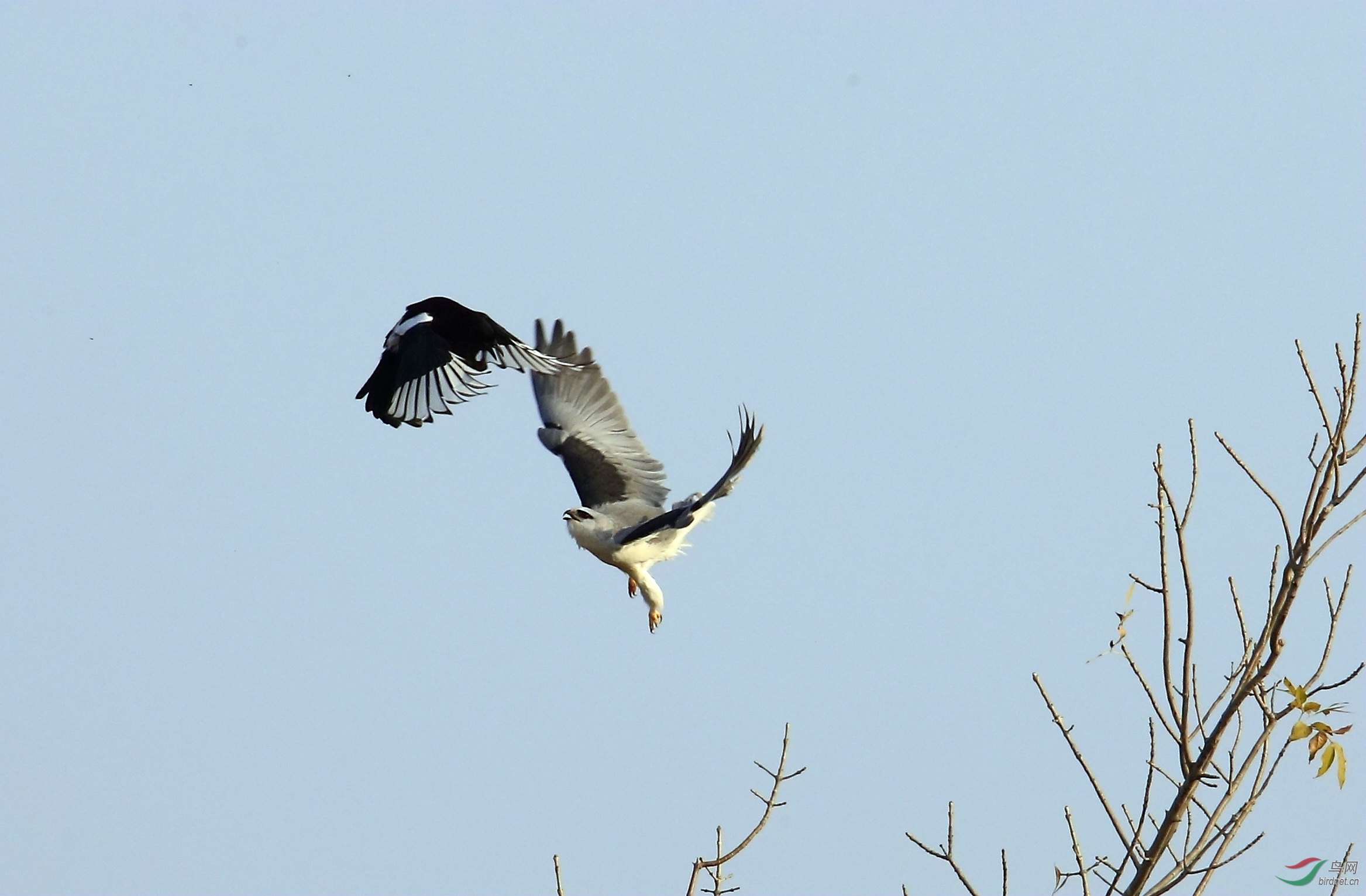 黑翅鸢空战花喜鹊