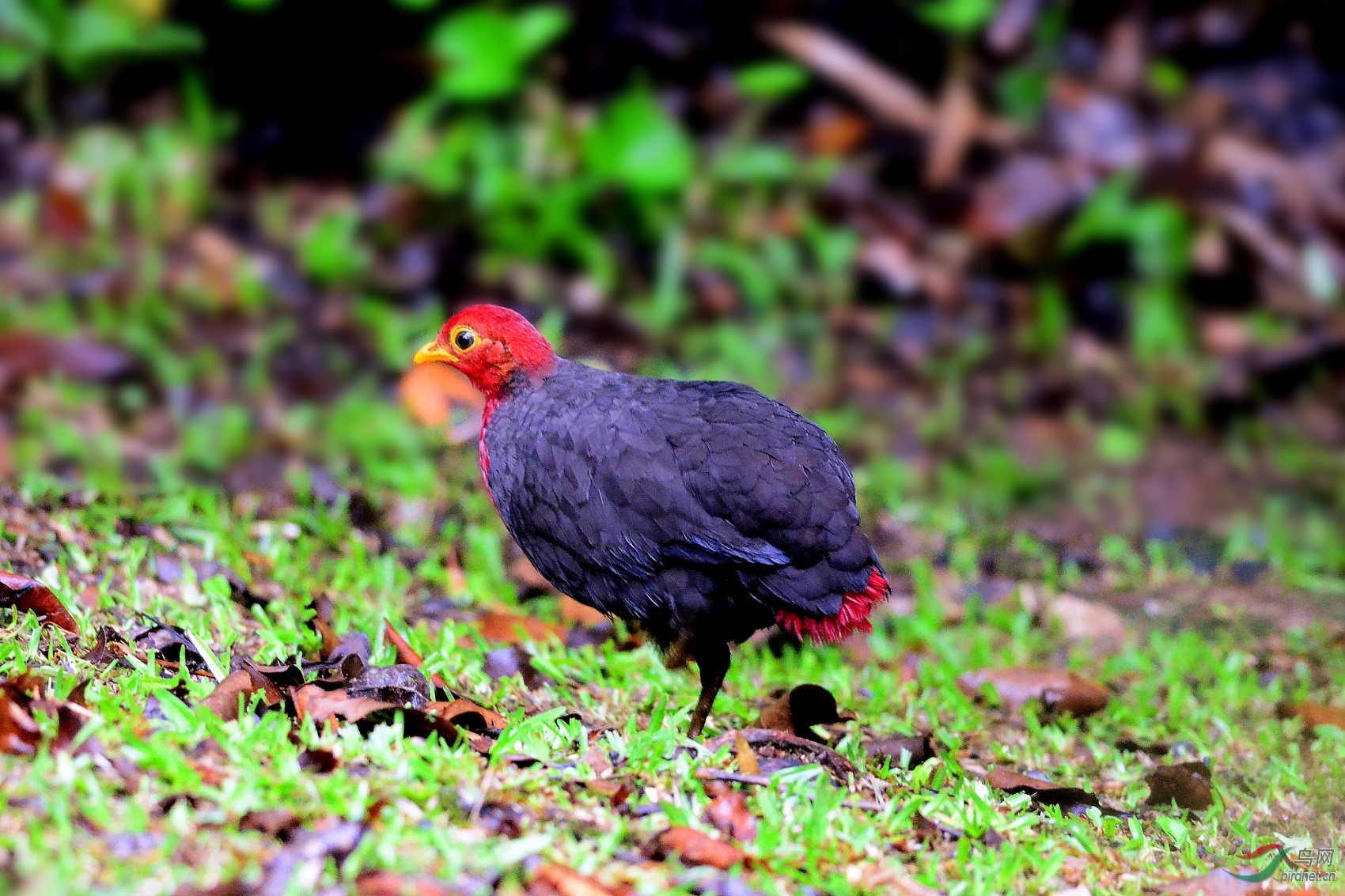 红头鸡是保护动物图片