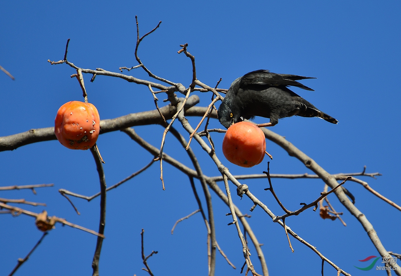 八哥吃柿子