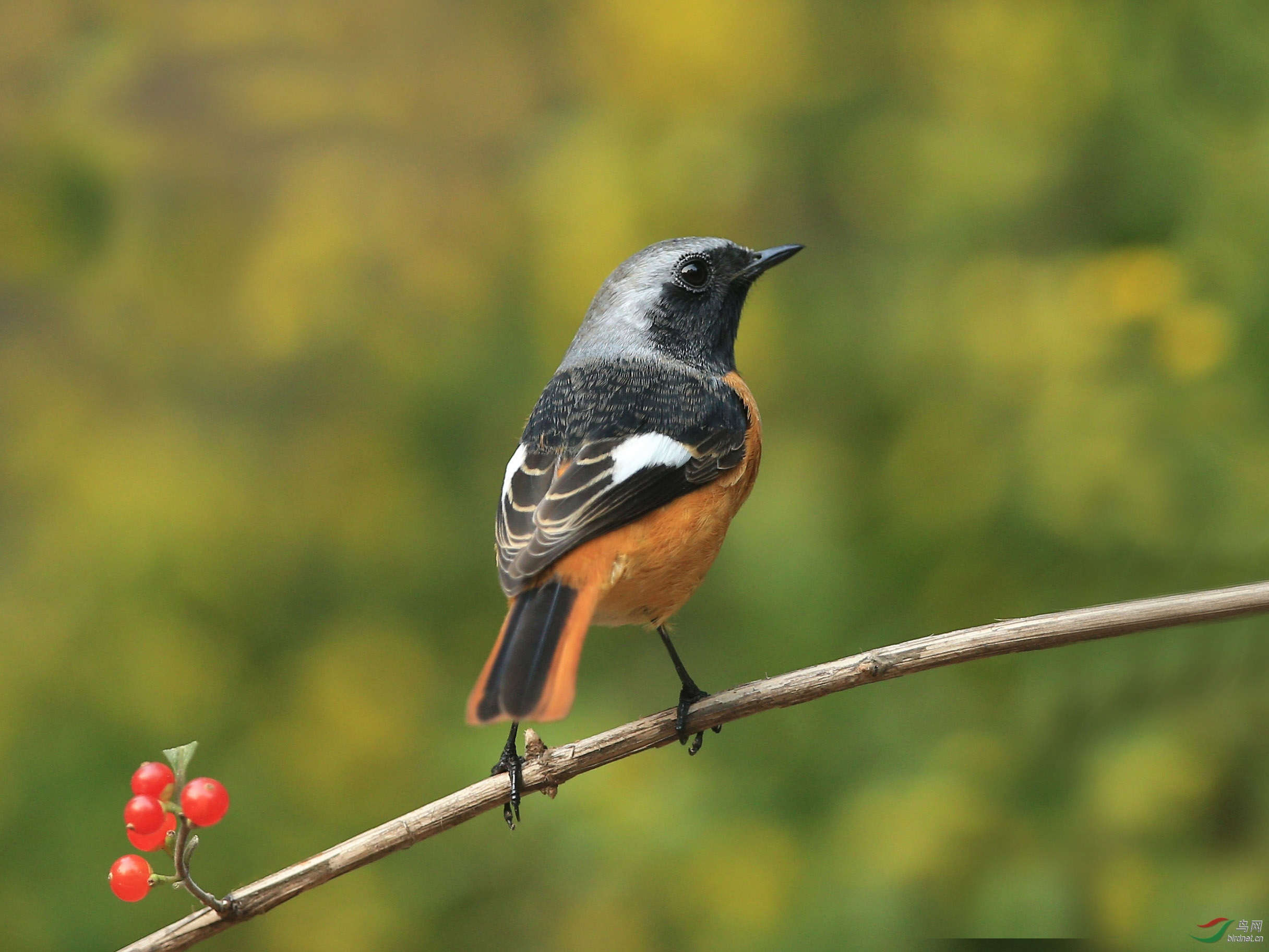 [林鳥] 北紅尾鴝(雄)--北京動物園