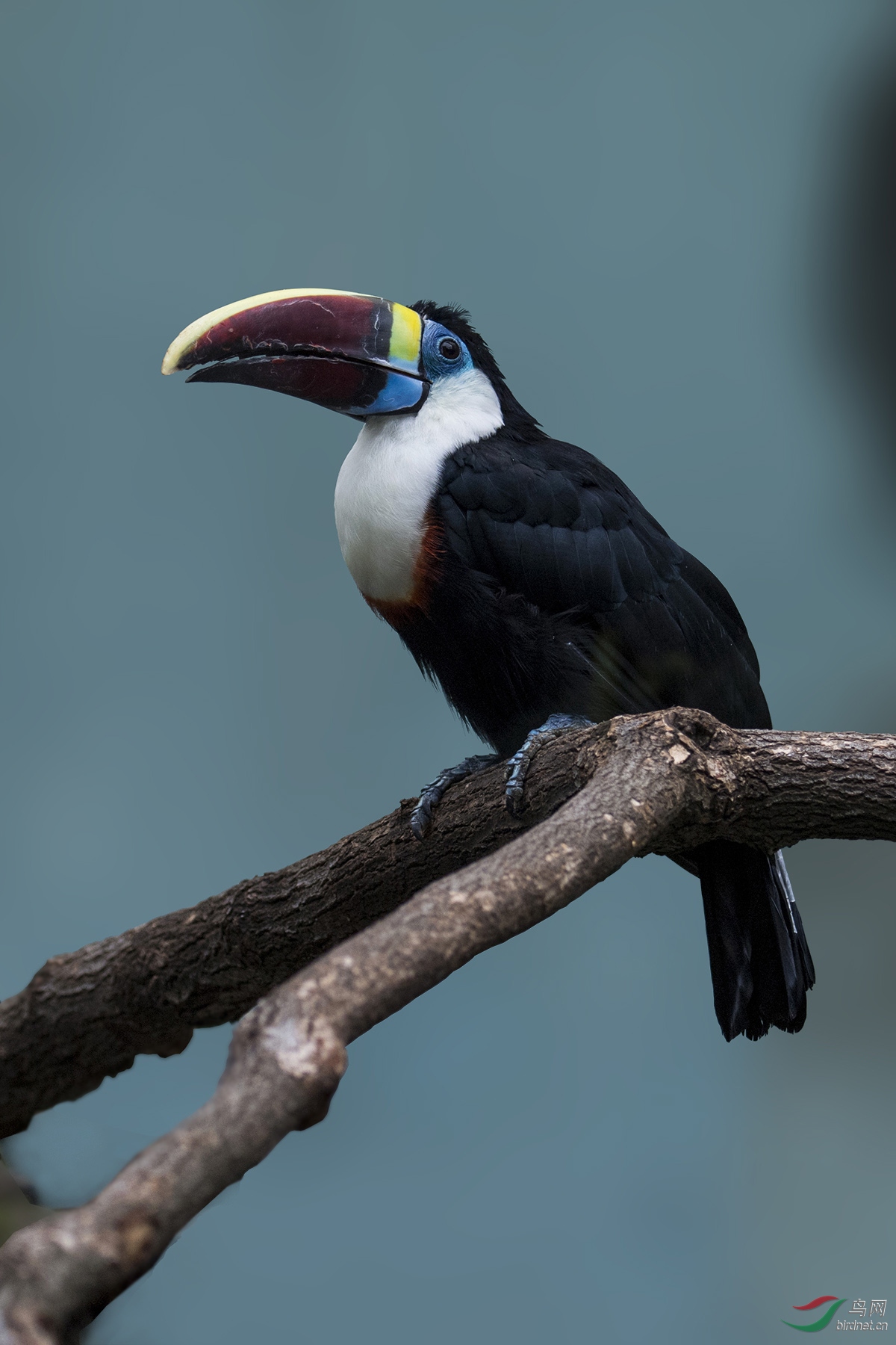 红嘴巨嘴鸟redbilledtoucan161106