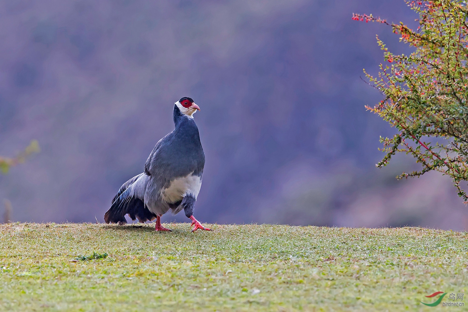 [林鸟] (藏马鸡)藏马鸡---获每日精华