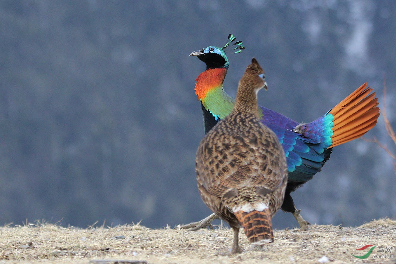 棕尾虹雉从今后只发鸟片组照读北京鸟司令贴有感p7获首页精华