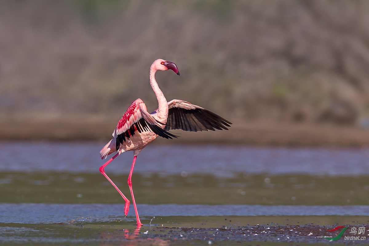 (小红鹳)孤独的舞蹈(图八获首页精华)