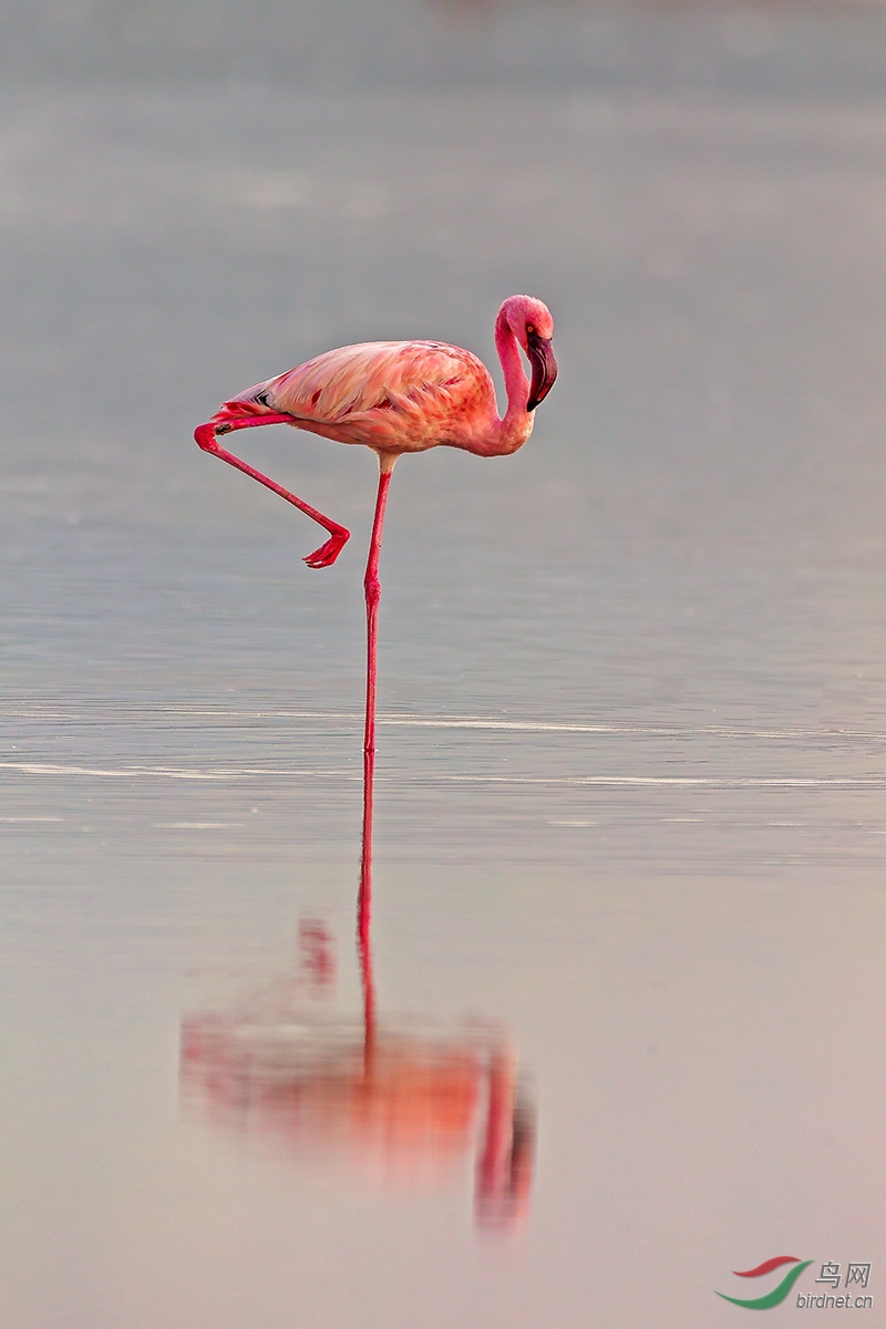 (小红鹳)孤独的舞蹈(图八获首页精华)