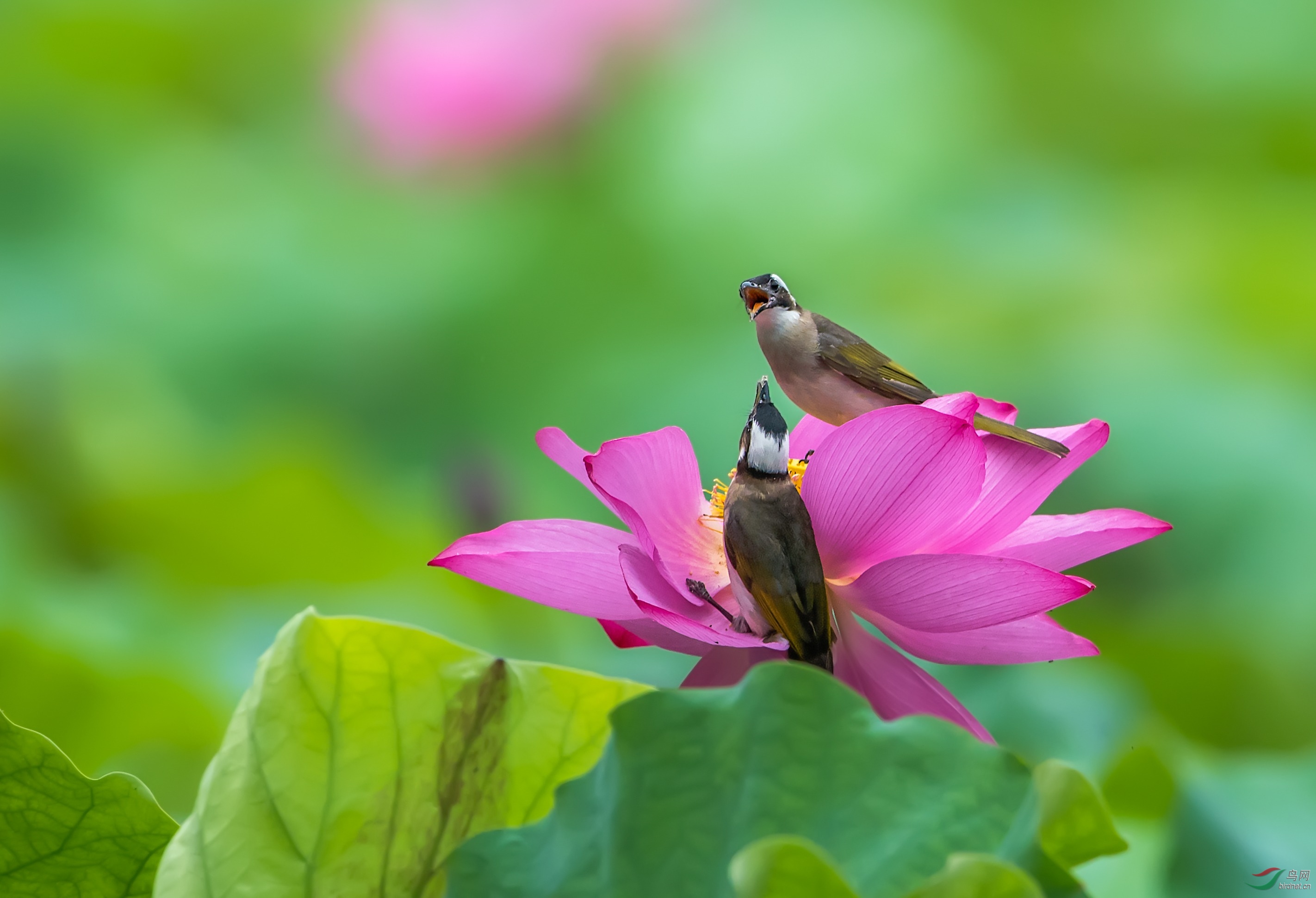 荷花鸟