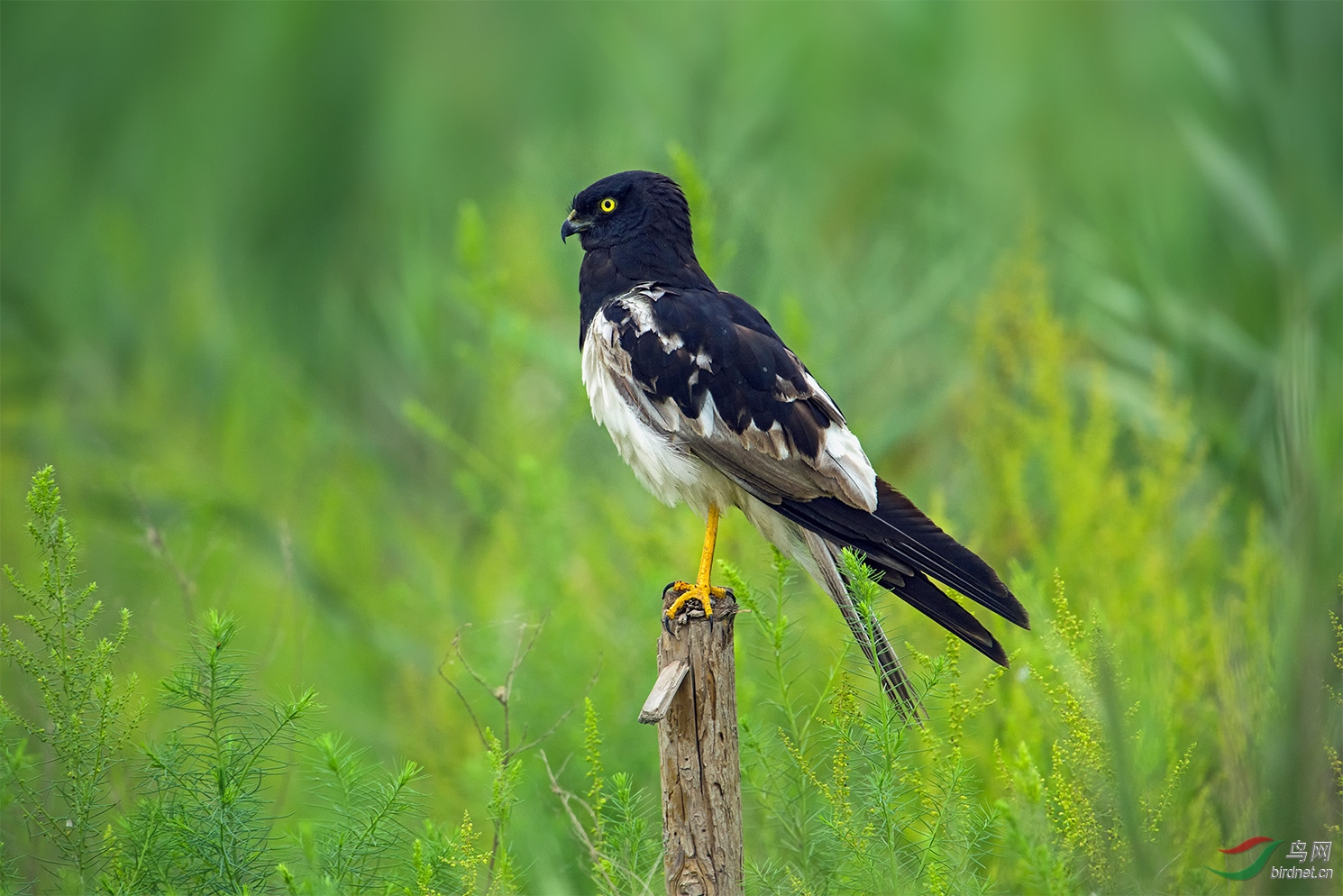 猛禽鹊鹞霸气侧露近拍鹊鹞贺获首页每日精华