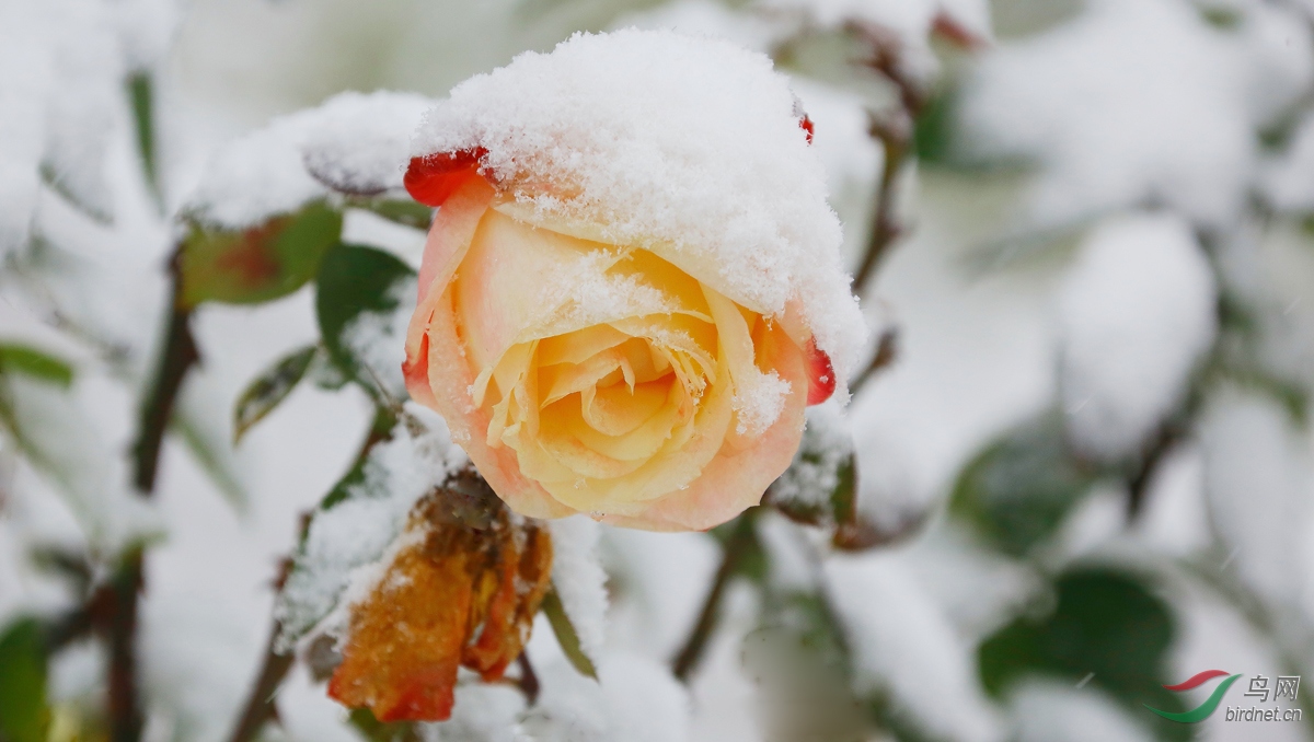 冰月花雪壁纸图片