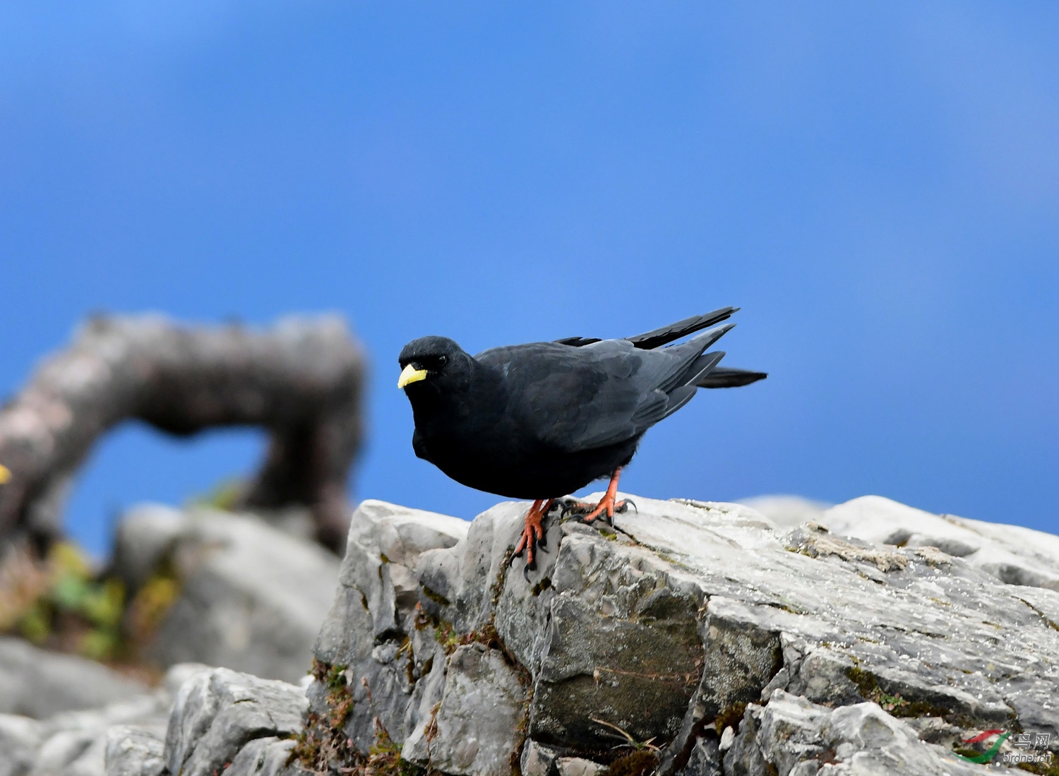 "鹰巢"上的黄嘴山鸦