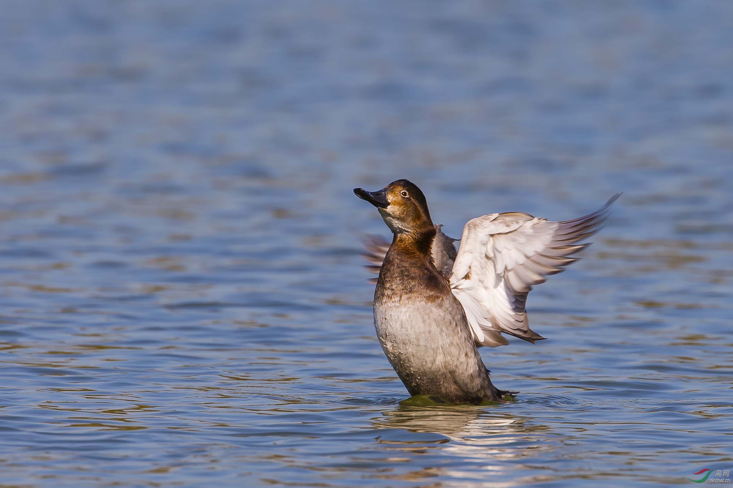 奥森鸟讯:红头潜鸭现奥森——展翅