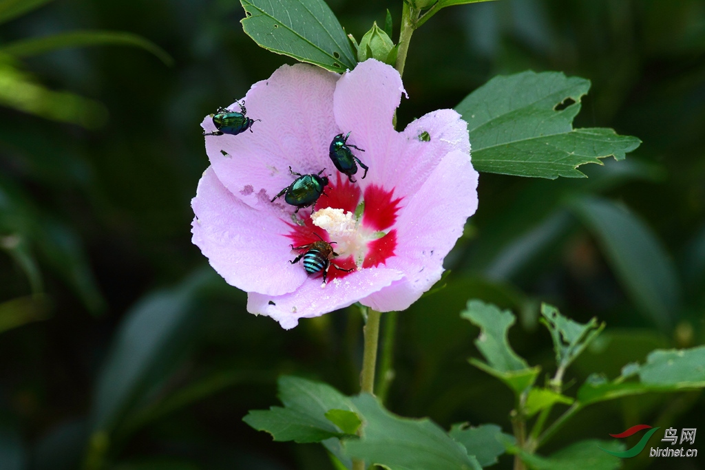 花与虫