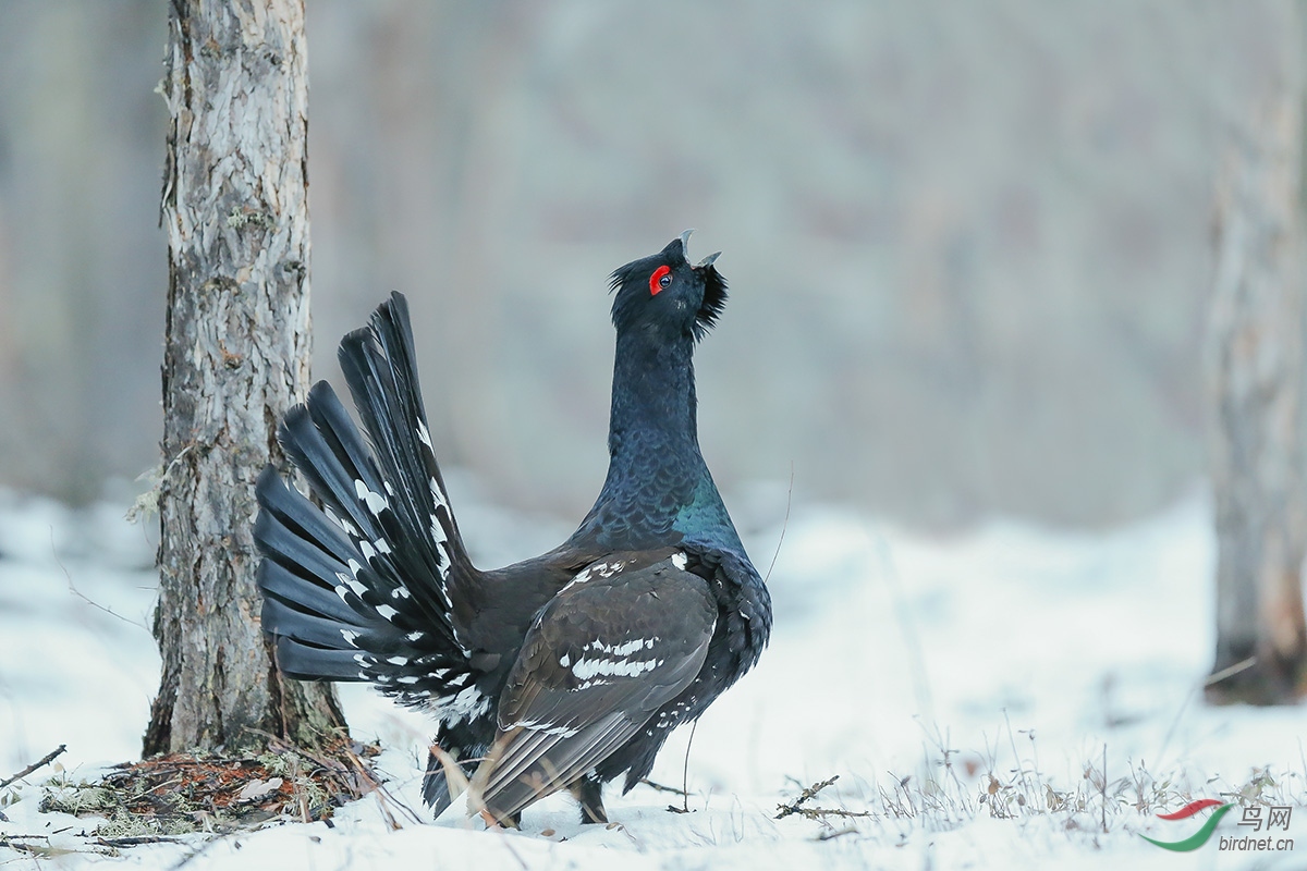 雪地松鸡