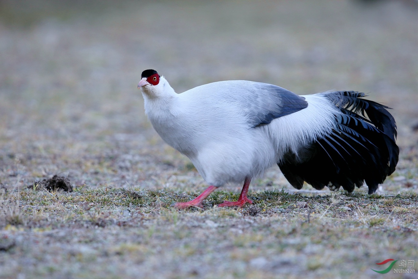 川西土登家的大白鸡
