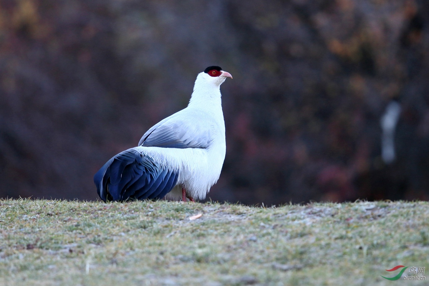 川西土登家的大白鸡