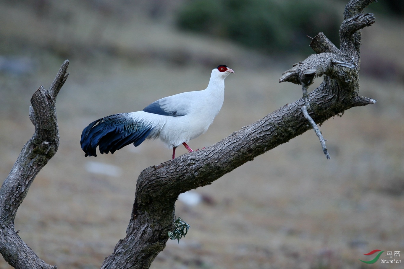 川西土登家的大白鸡