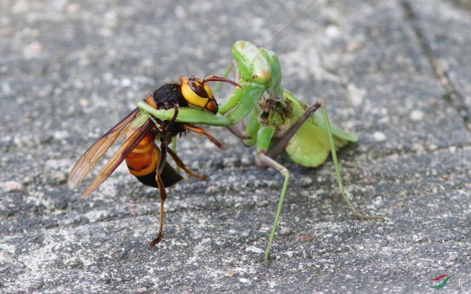 螳螂捕食蜂鸟图片