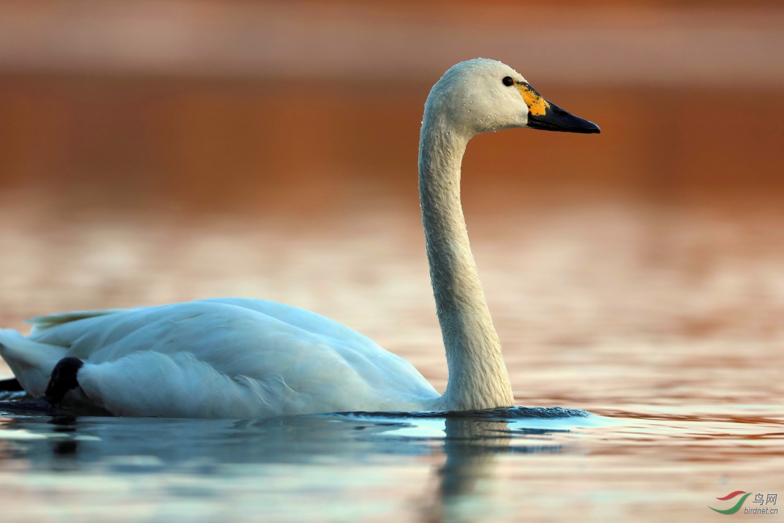 辽宁沈阳浑河大天鹅标准照
