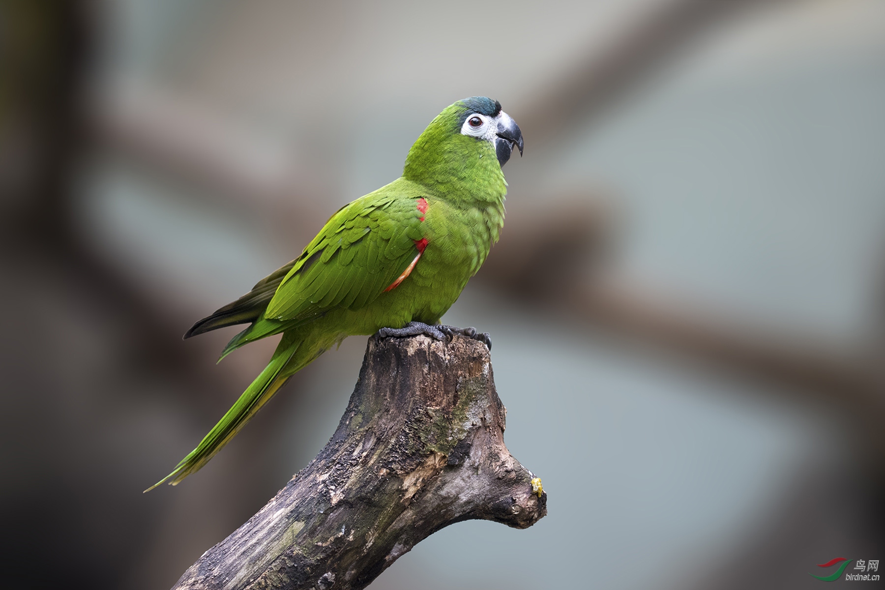 红肩金刚鹦鹉redshoulderedmacaw161109