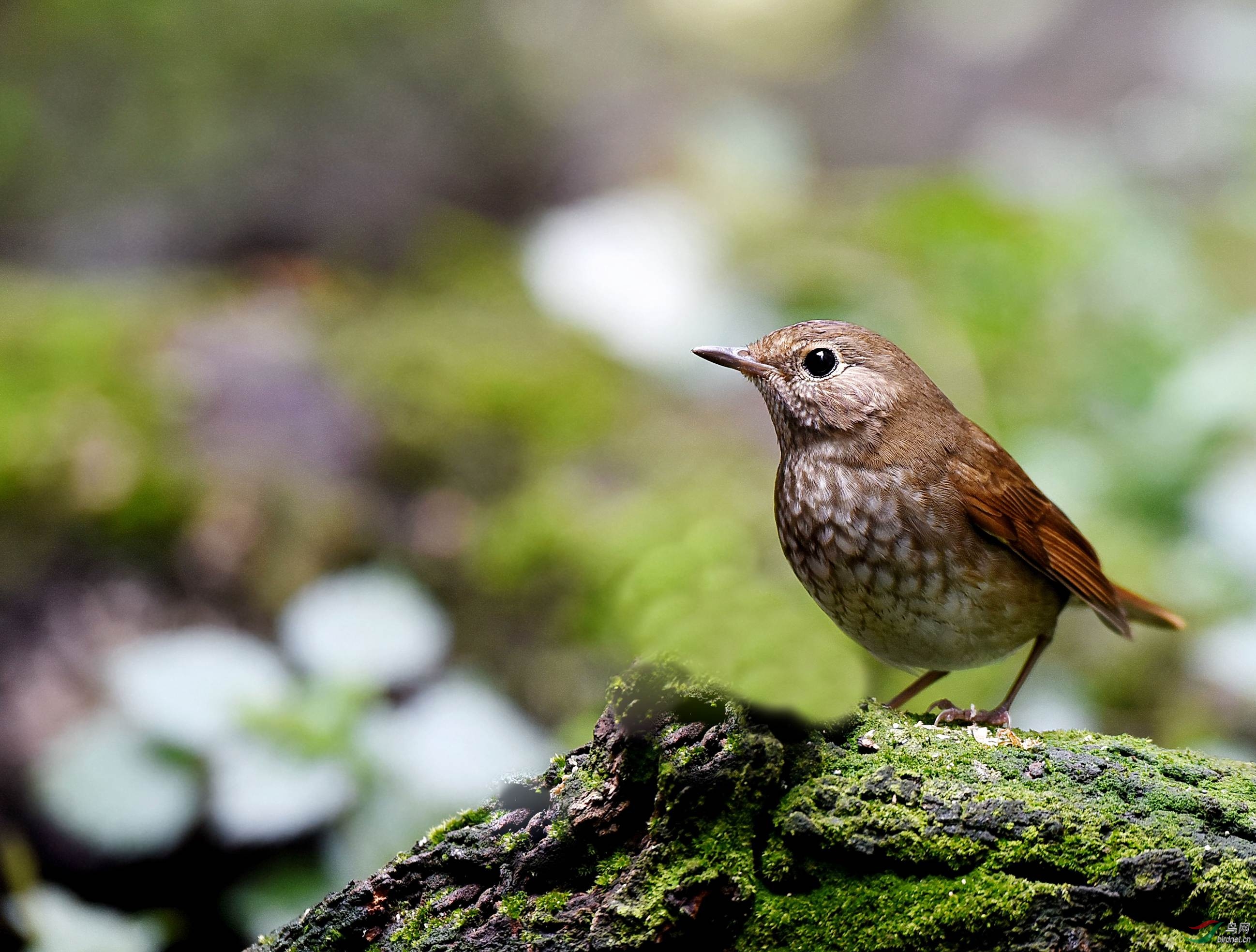 再发川大拍红尾歌鸲.