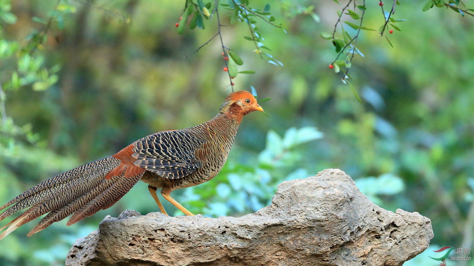 红腹锦鸡