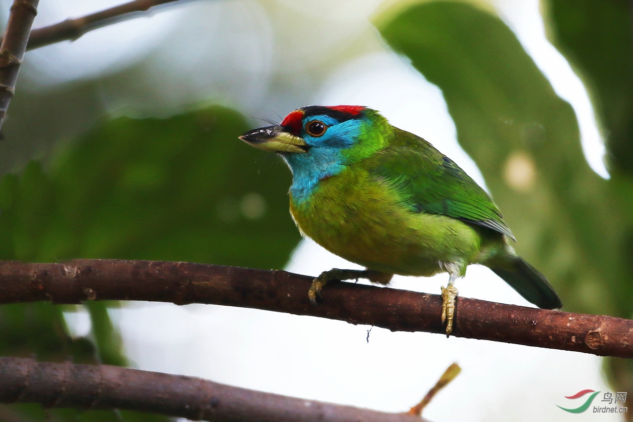 蓝喉拟啄木鸟