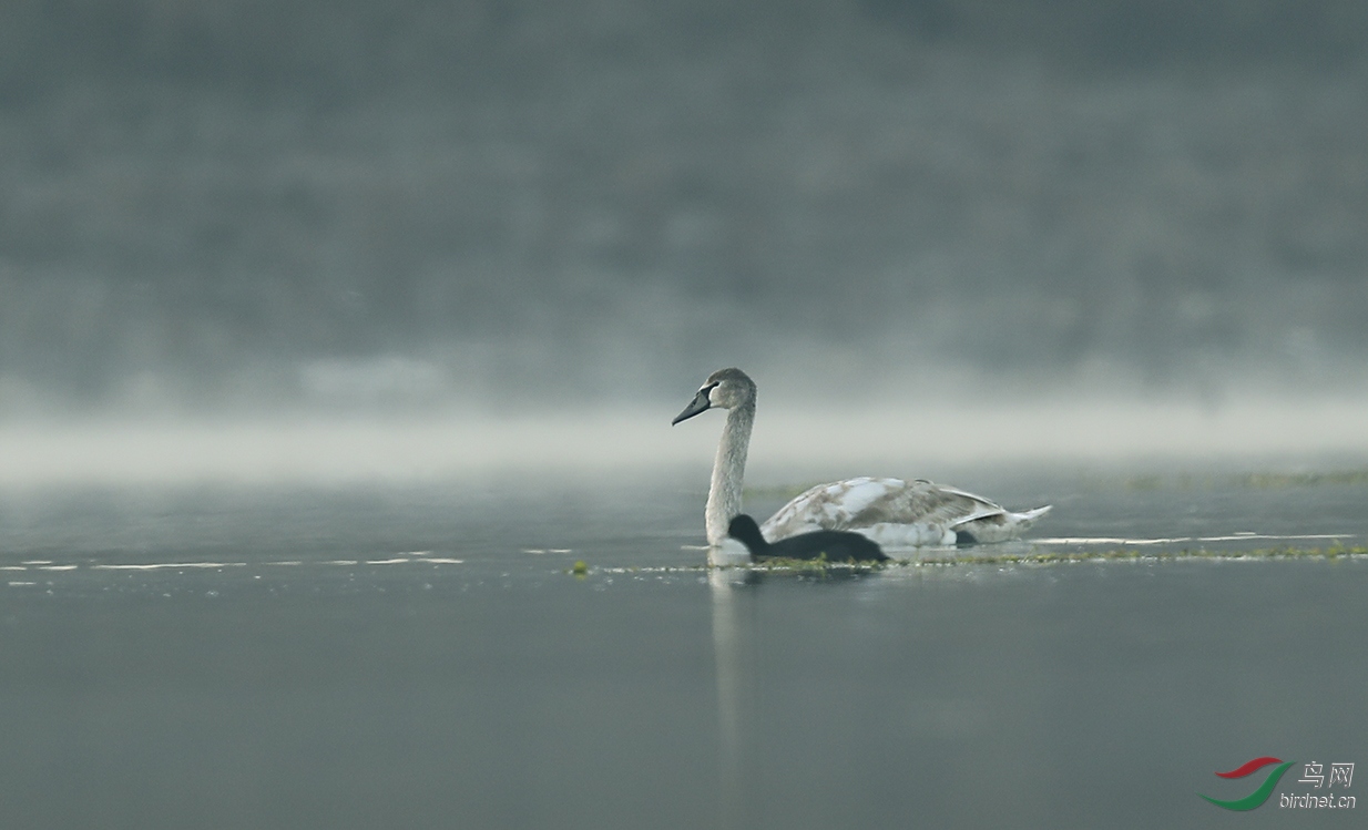 疣鼻天鹅幼鸟首拍