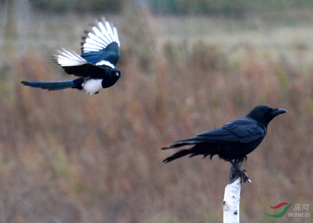 坝上喜鹊战乌鸦