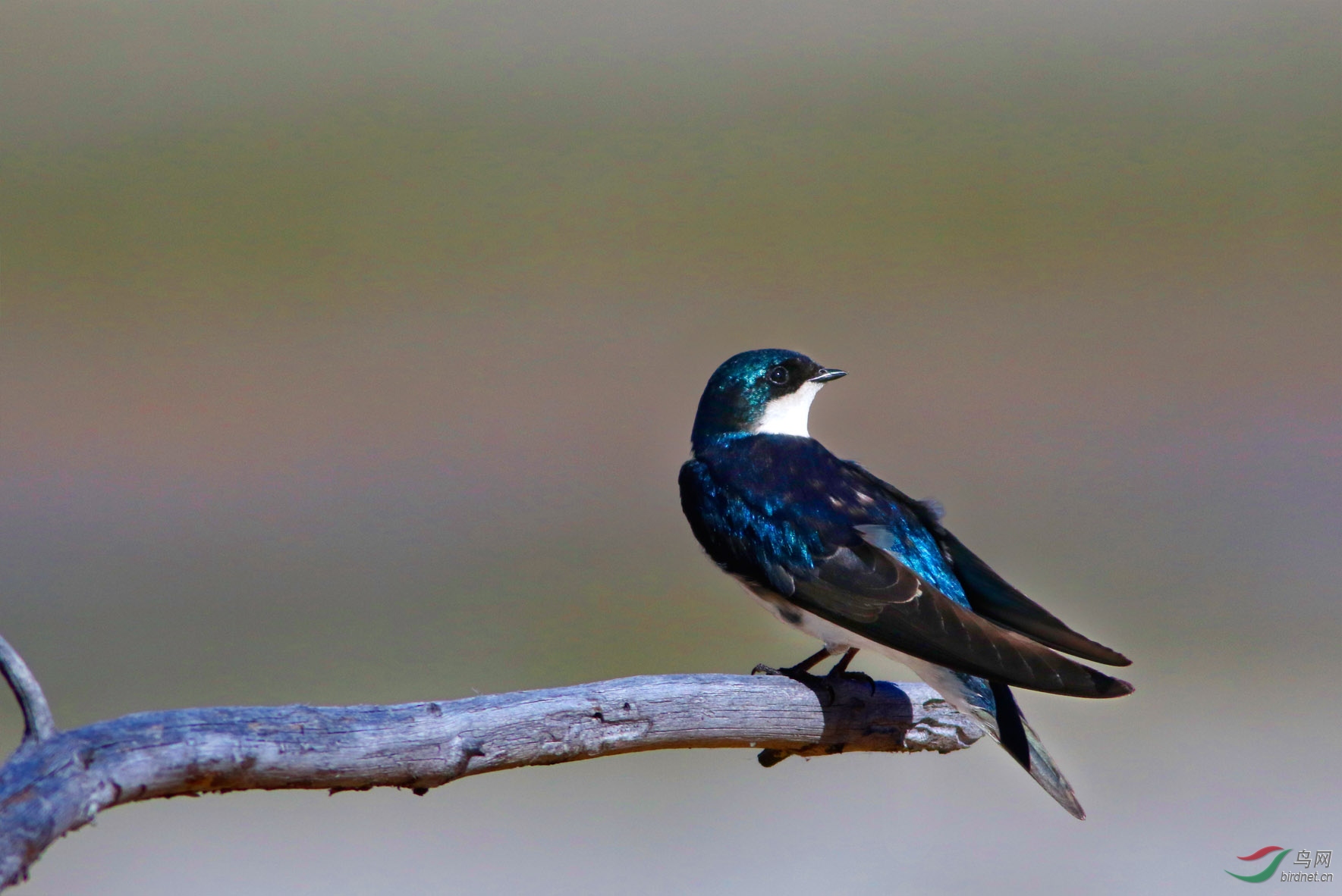 蓝色的燕子:[双色树燕]