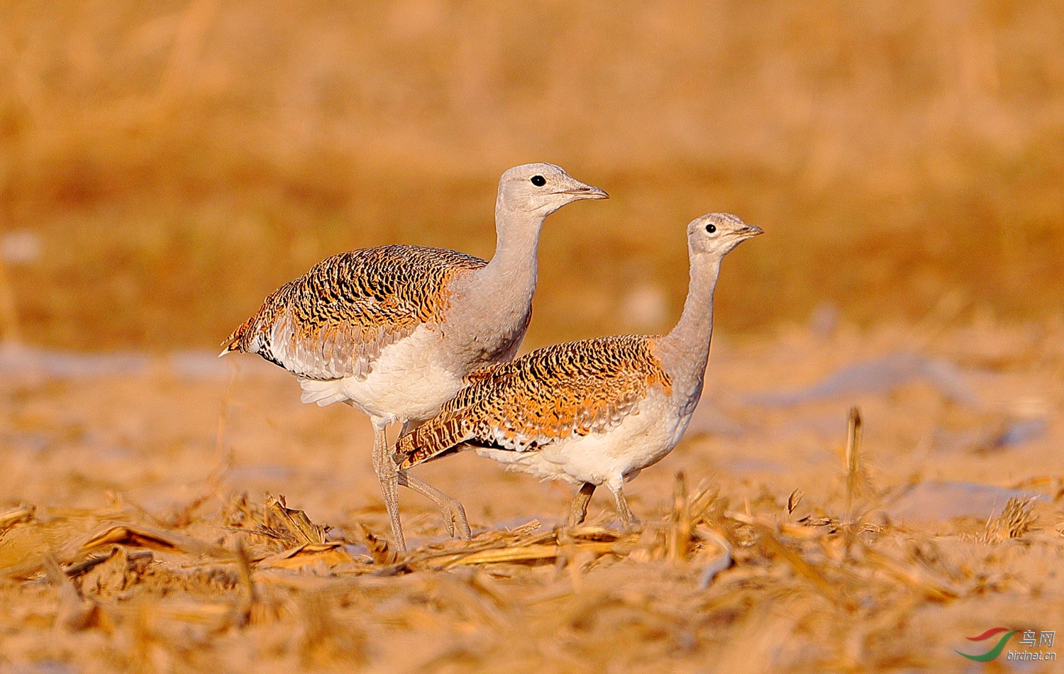 今天野鸭湖拍大鸨母子