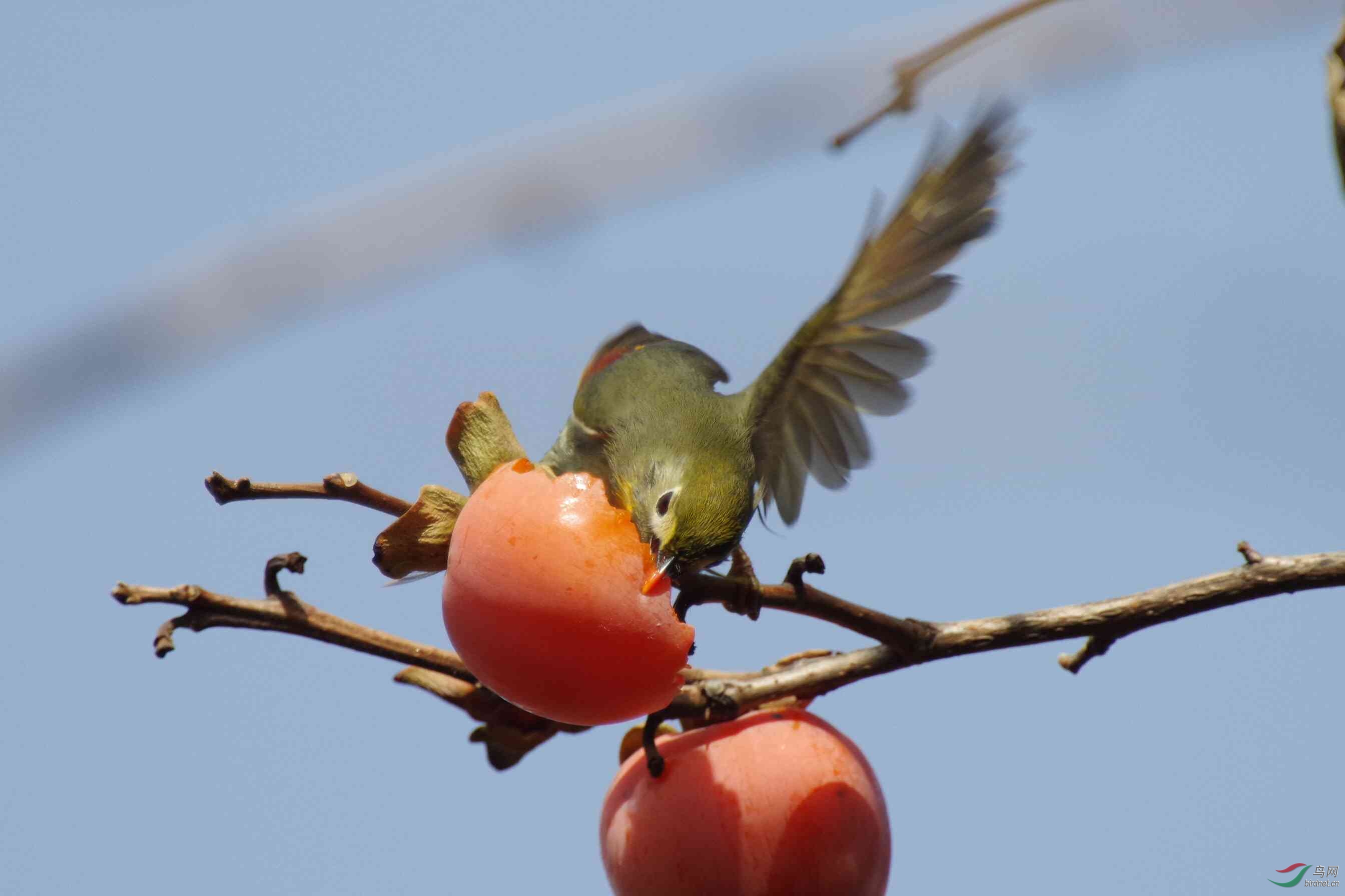 相思鸟展翅吃柿子
