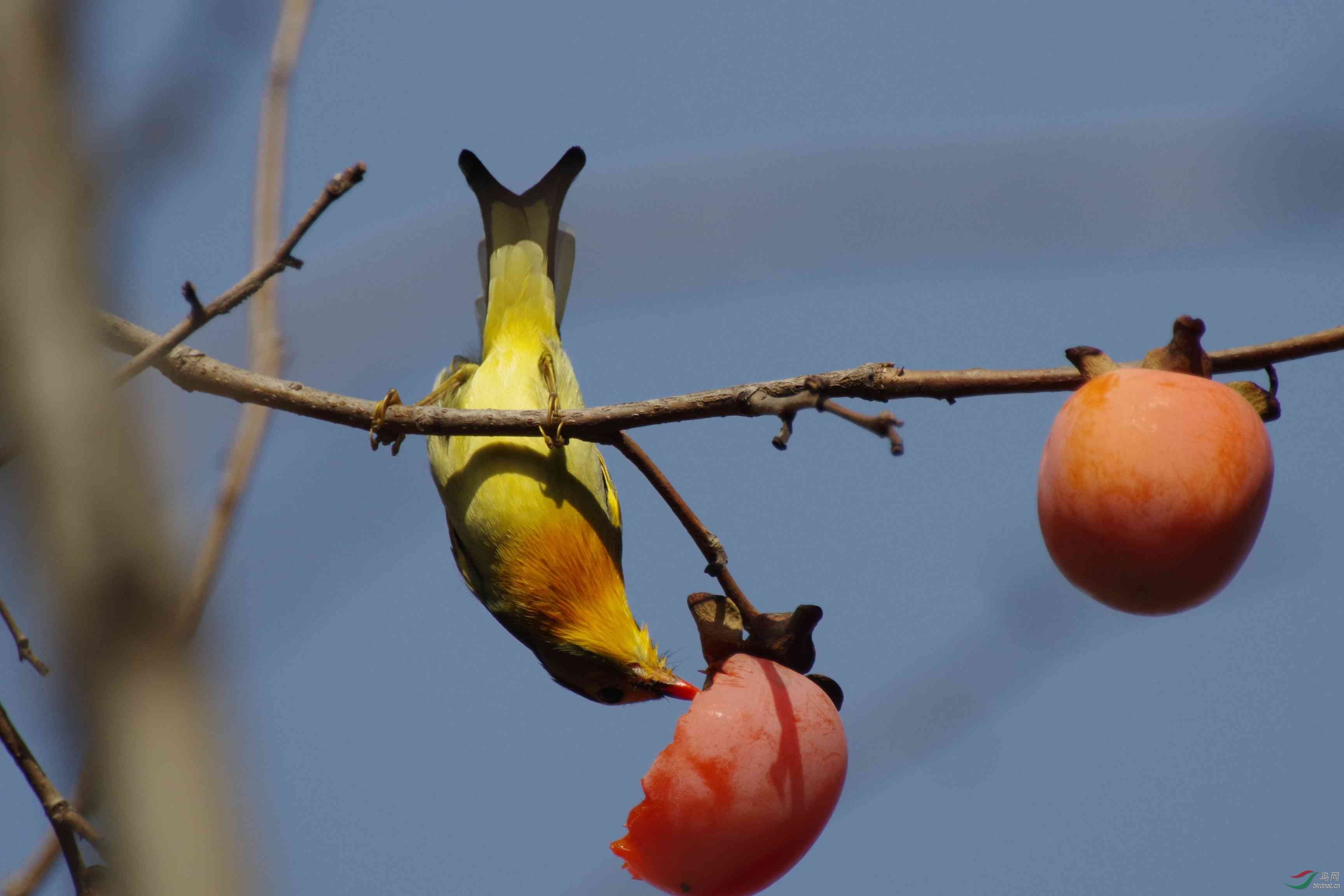 相思鸟吃柿子