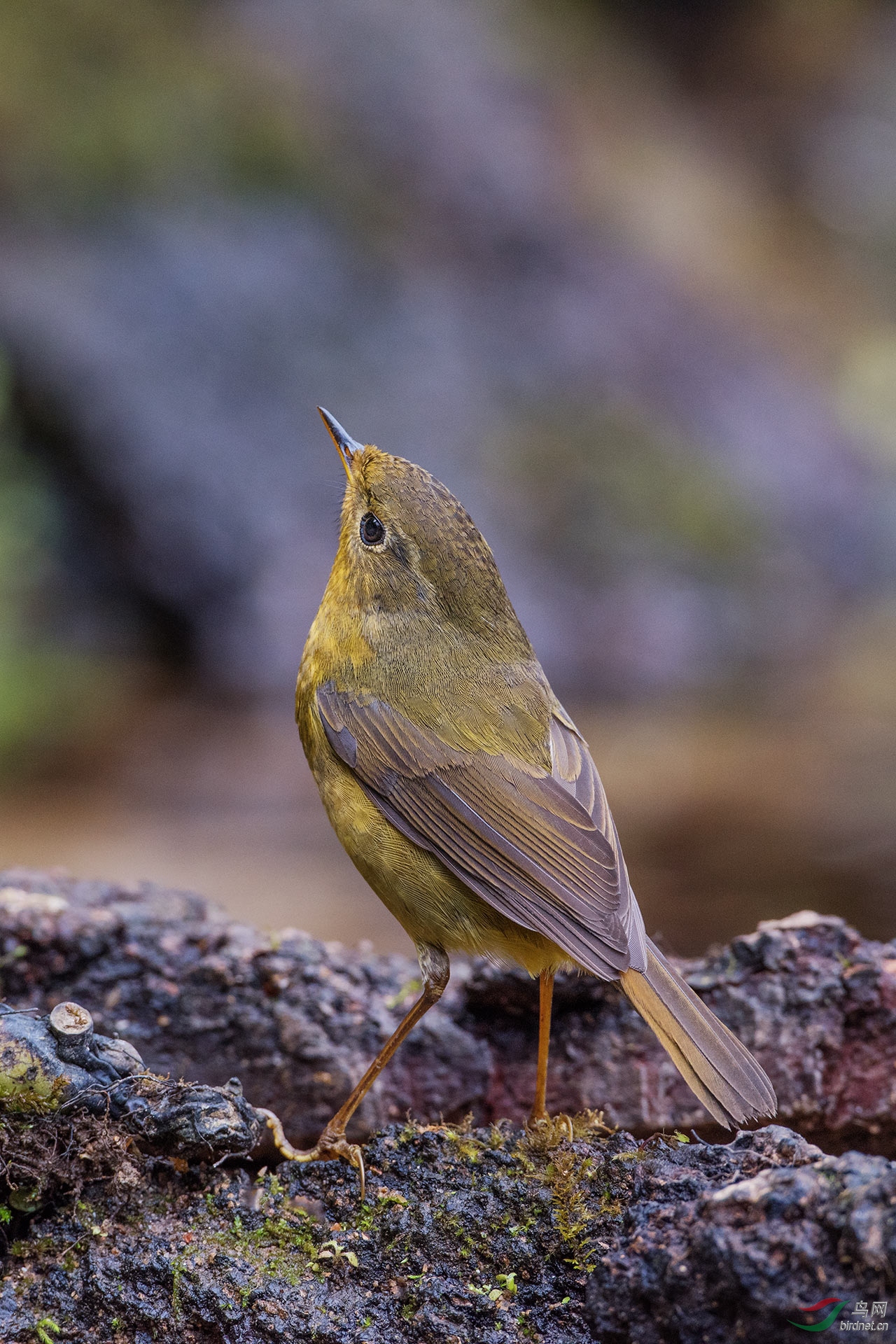 金色林鸲母等待不需要理由