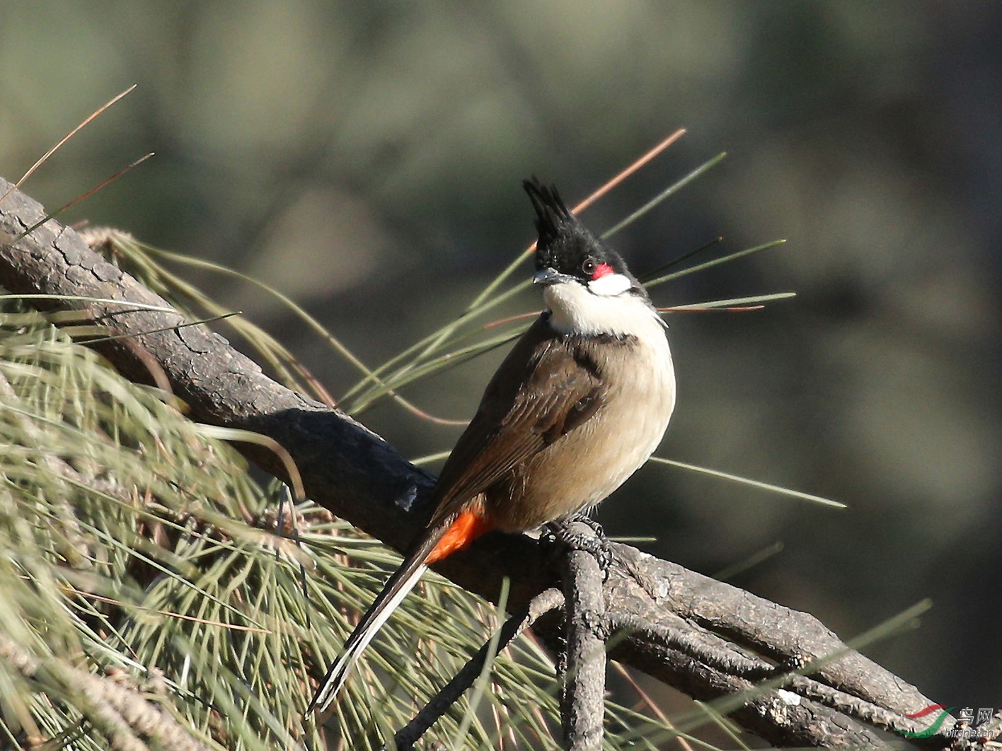 林鸟红耳鹎大观园