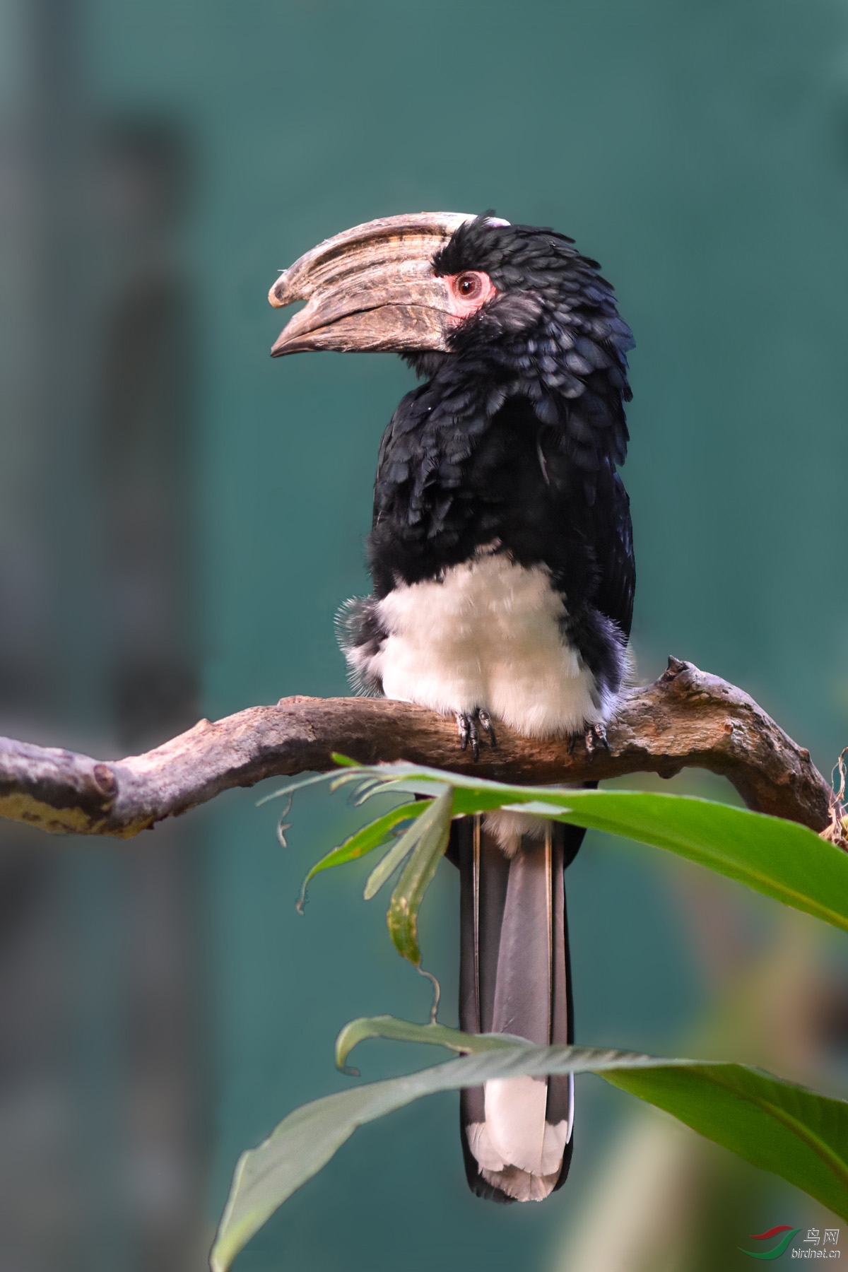 噪犀鸟trumpeterhornbill161113