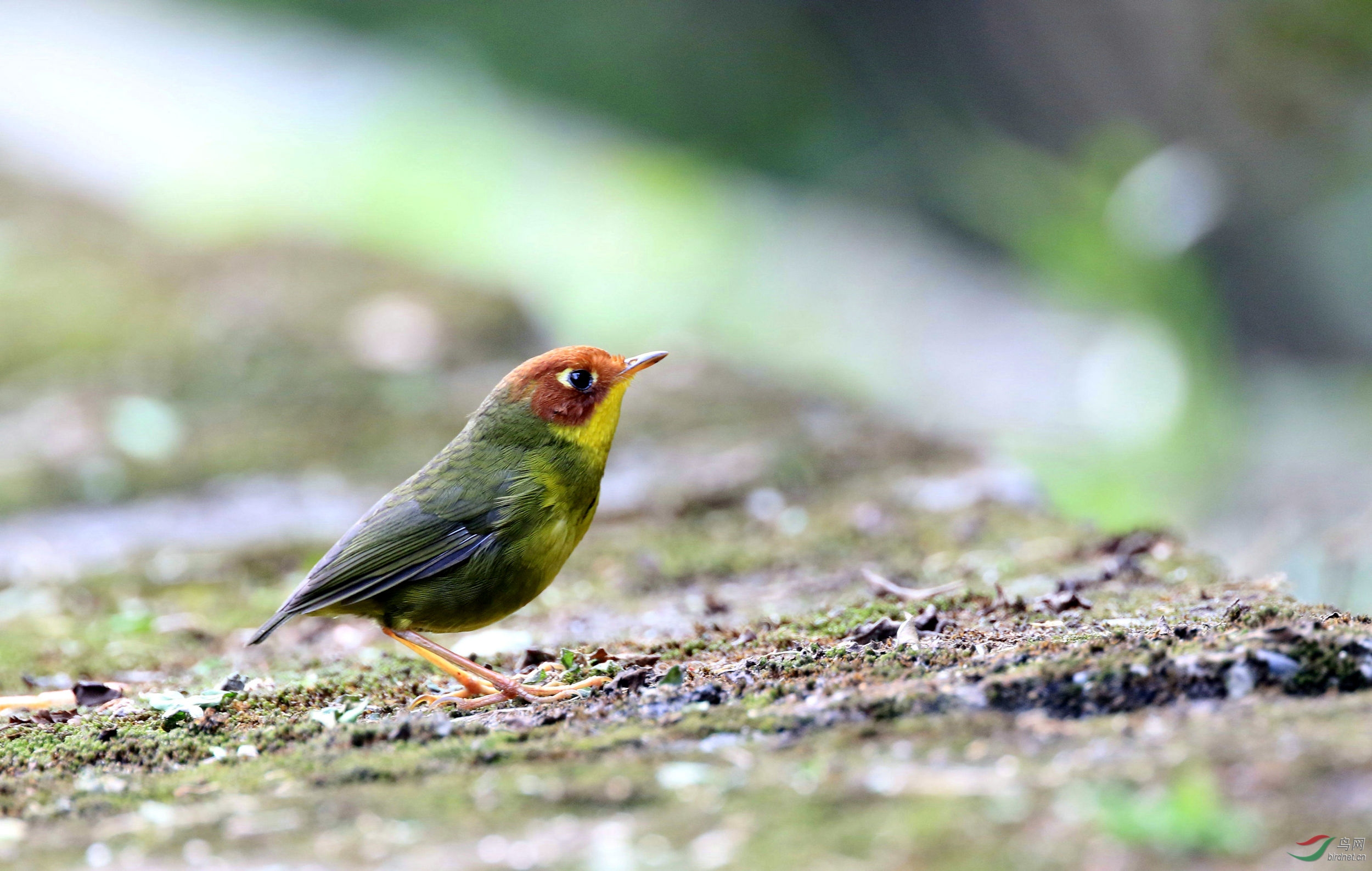 今日川大栗头地莺