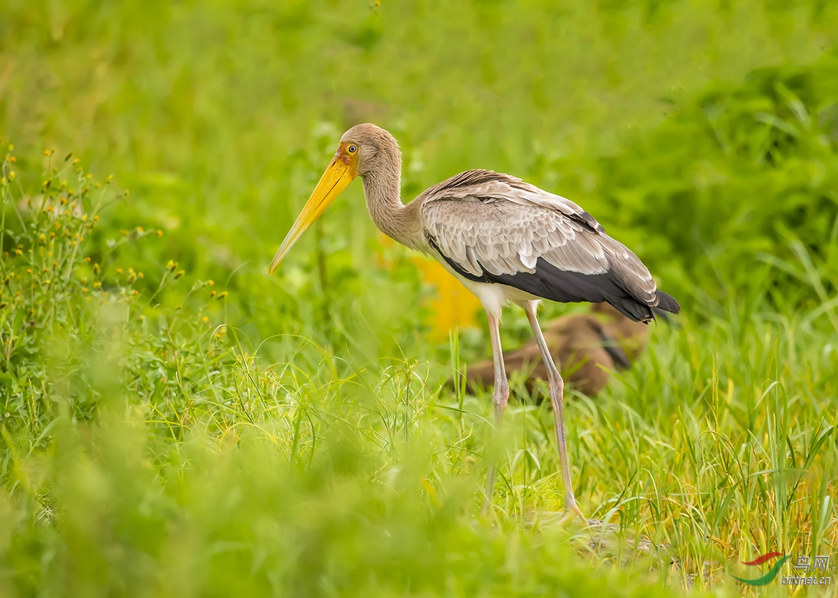 黄嘴鹳鹤