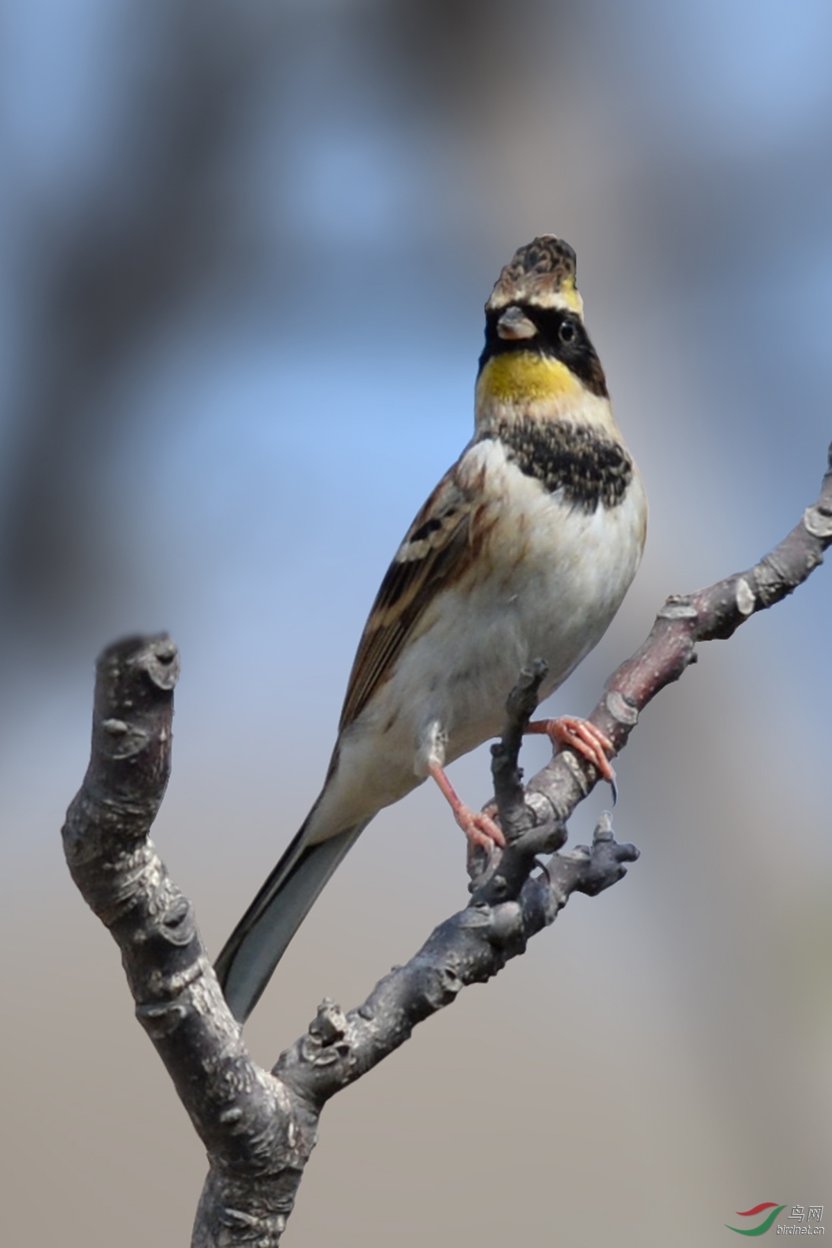 黄喉鹀emberiza elegans 161114