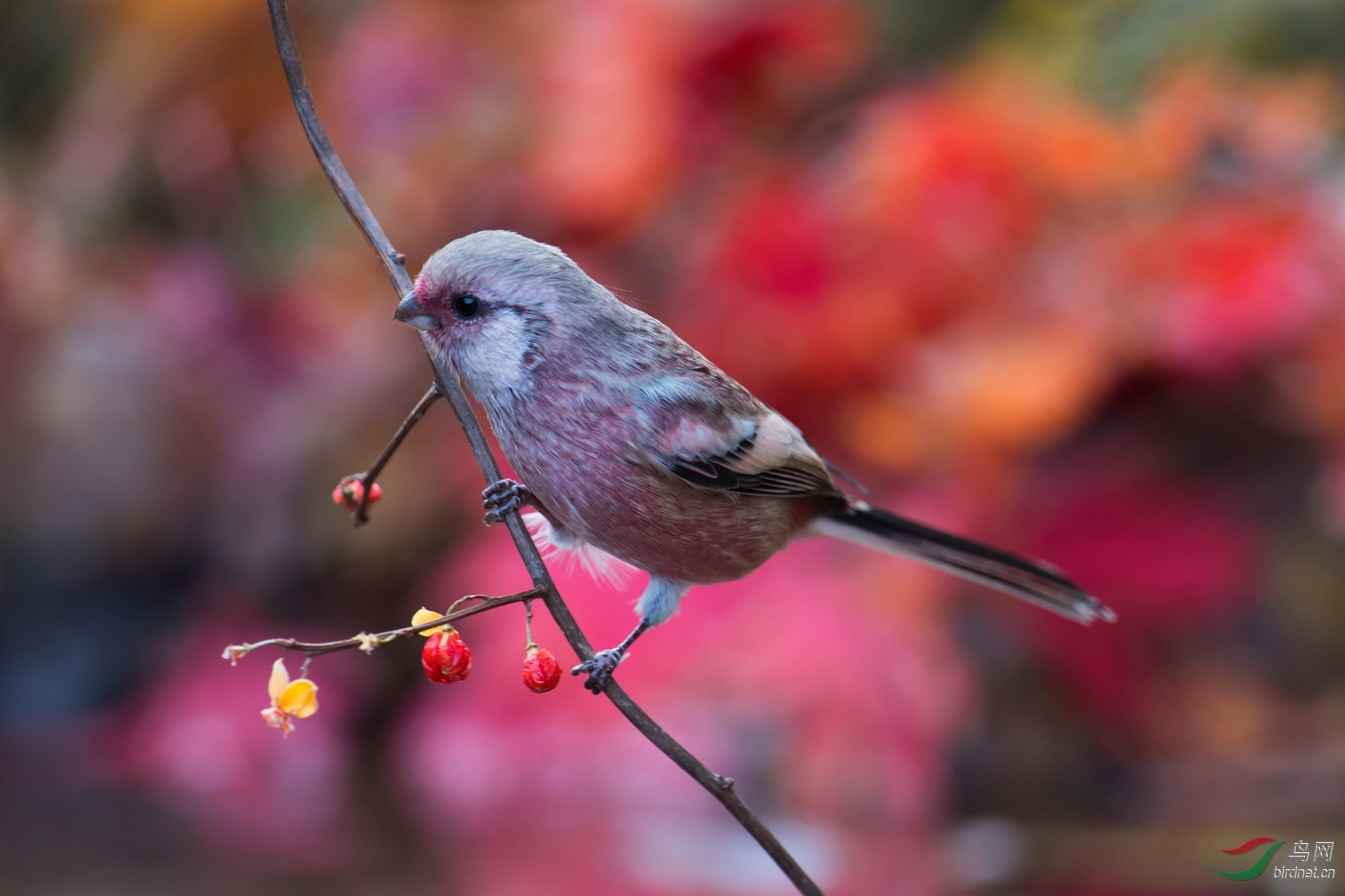 荡秋千的长尾雀