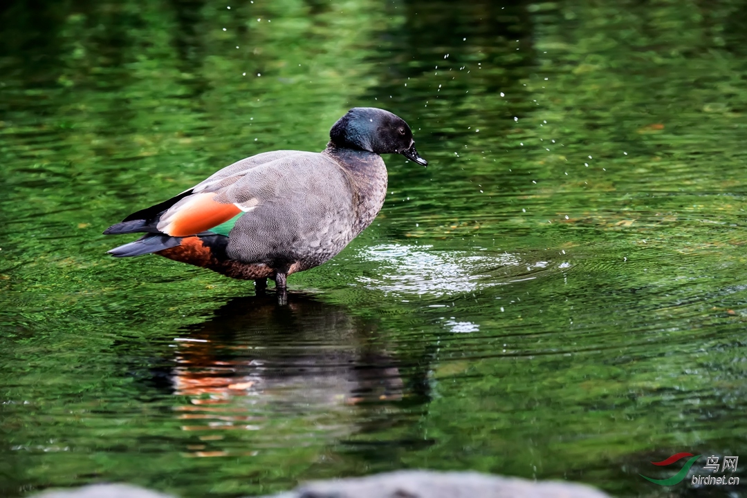 我也漱漱口—黑胸麻鸭