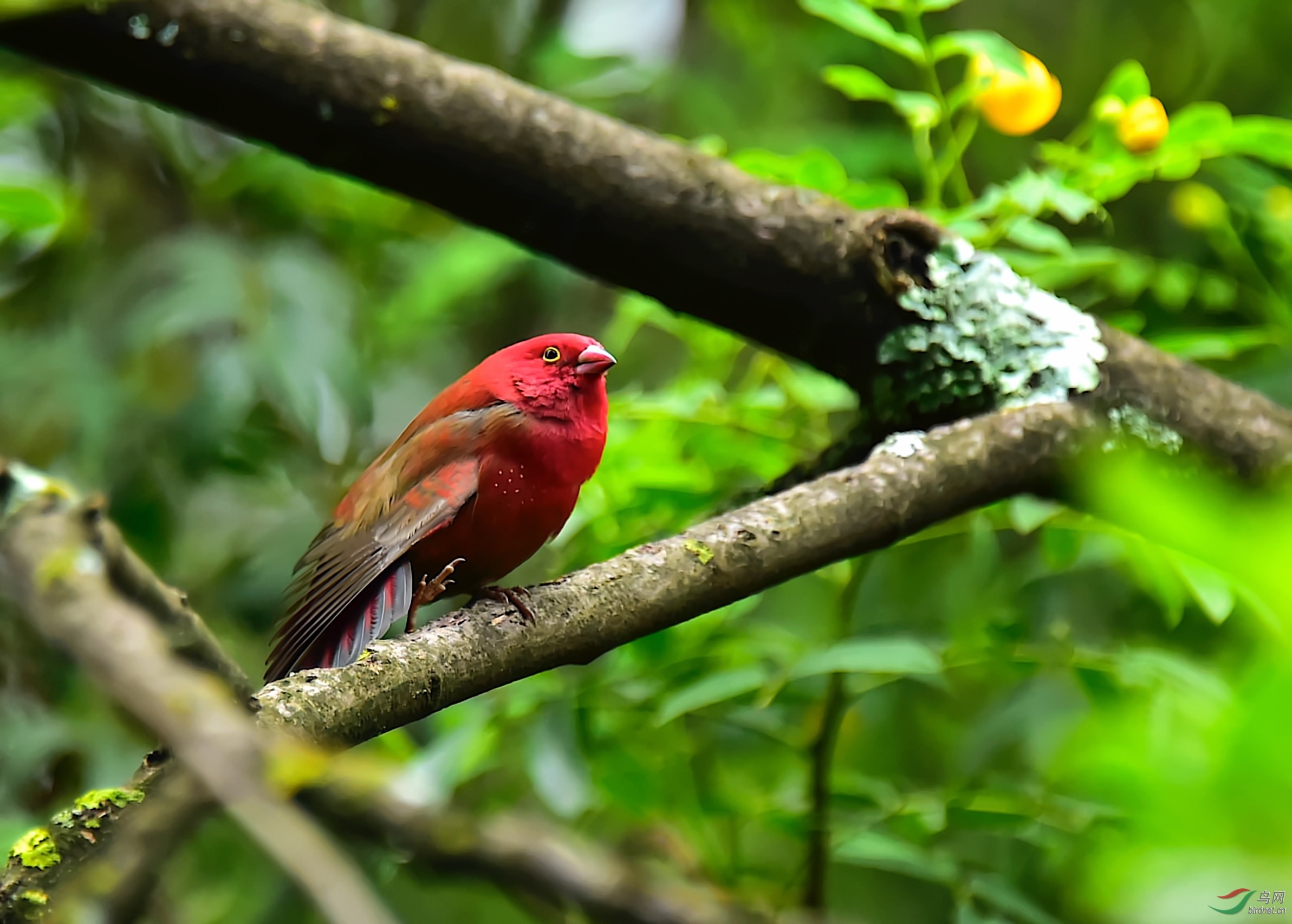红嘴雀鸟图片