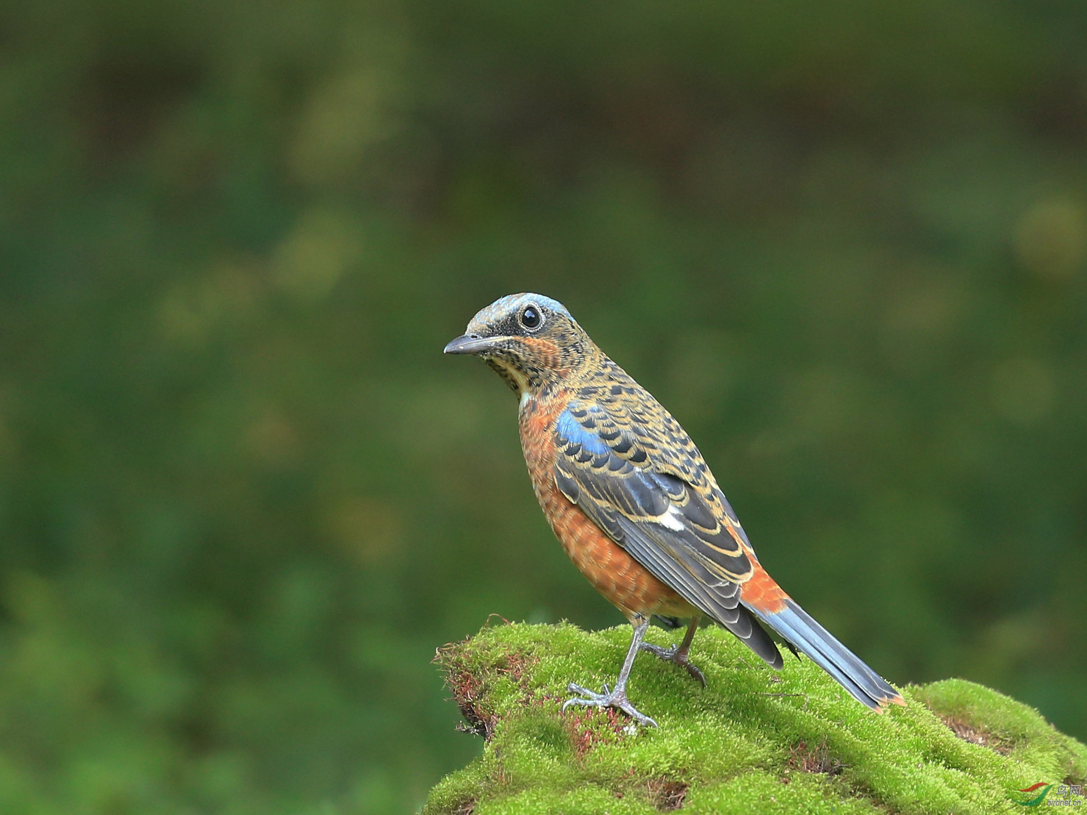[林鸟] 白喉矶鸫(雌雄)--北京动物园