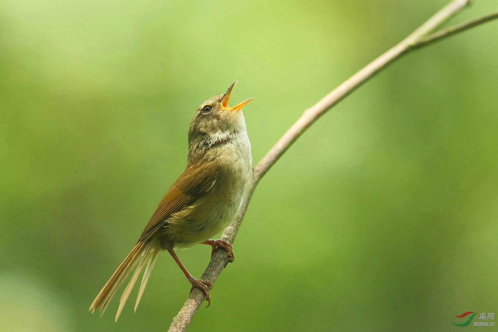 林鸟唱歌跳舞强脚树莺