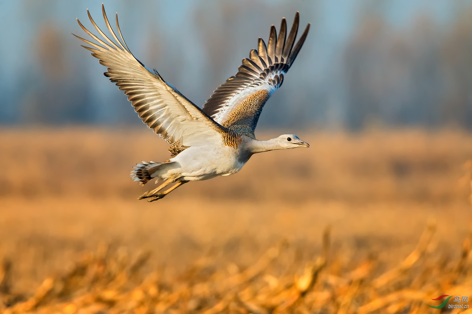 大鸨近拍大鸨1贺获首页精华